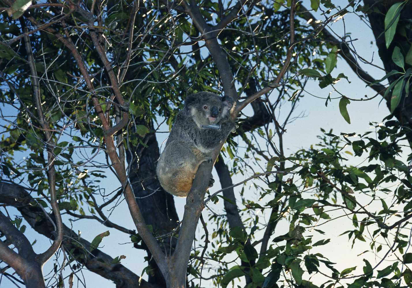 Brisbane Koala Bushland - Burbank c.1994