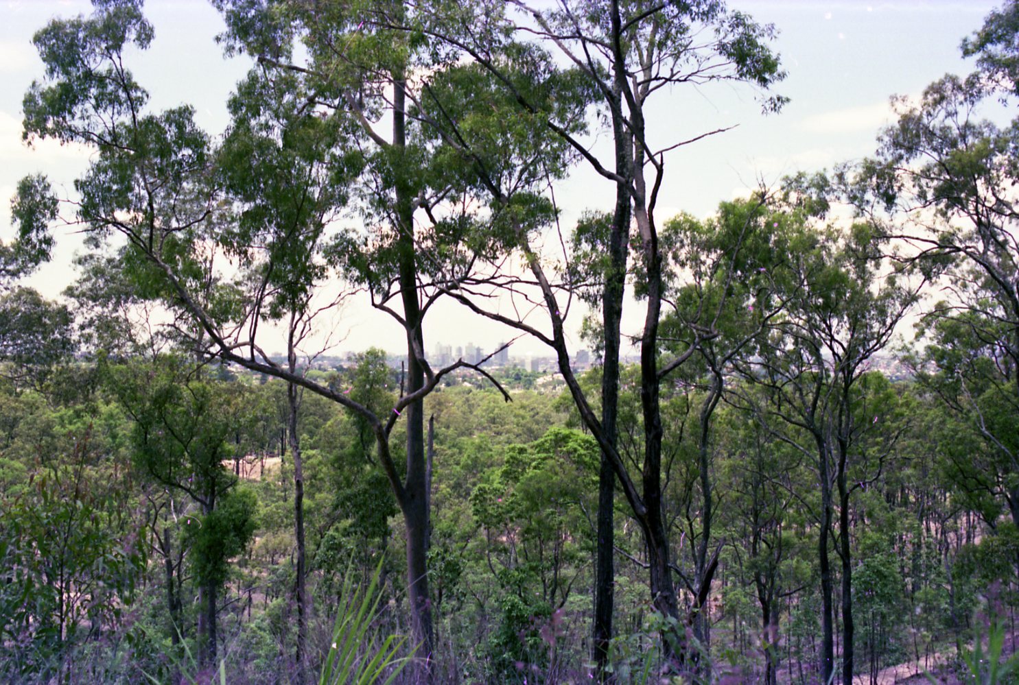 Mount Coot-tha Park Reserve - 1976
