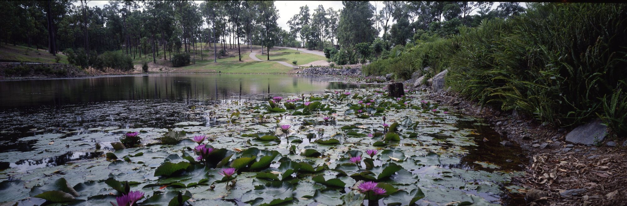 Mt Coot-tha Botanic Gardens Panoramic View of Lagoon 1989