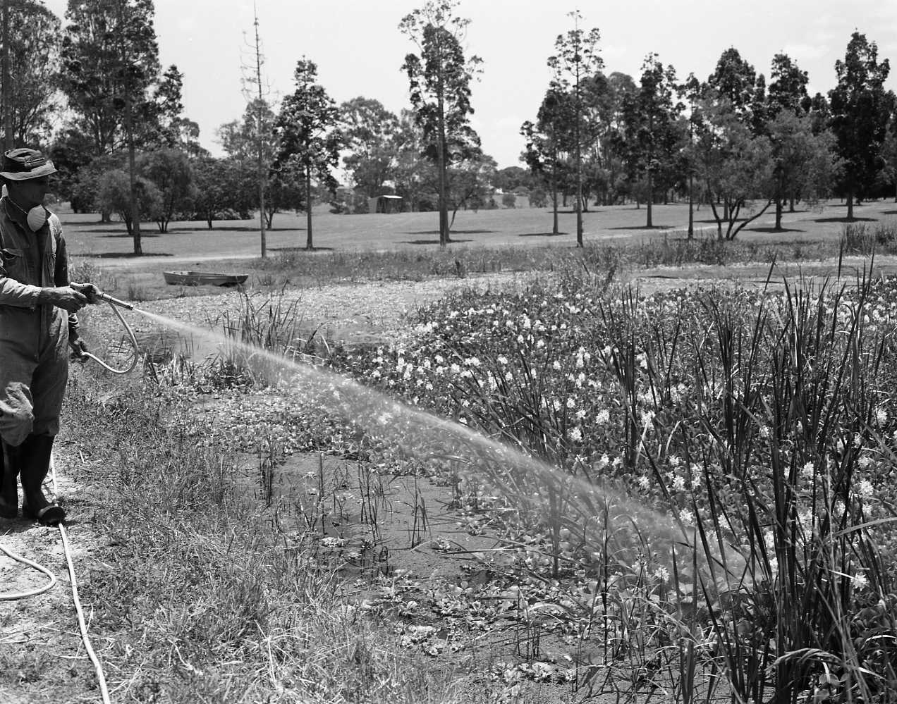 Sherwood Arboretum - Aquatic Chemical Spraying - 1976