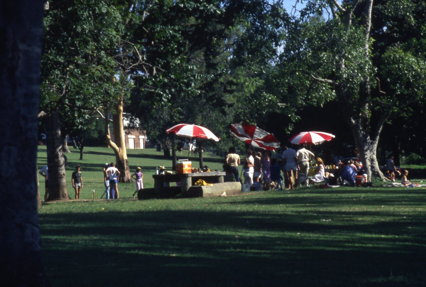 Sherwood Arboretum - 1985