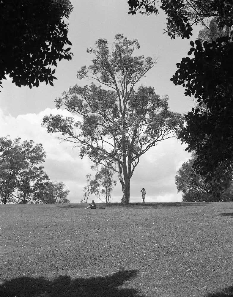 Sherwood Arboretum - 1975