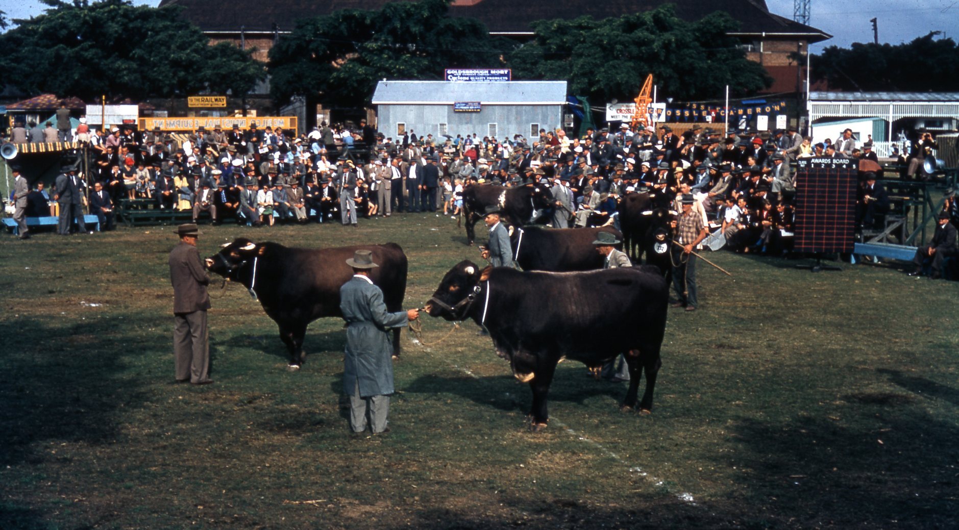 EKKA Cattle Judging - 1956