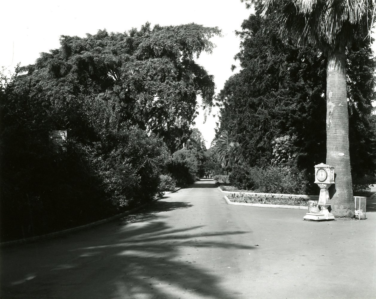 City Botanic Gardens - View from Edward Street Entrance Gates - 1963