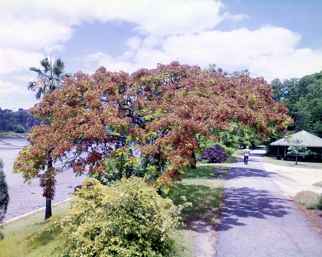City Botanic Gardens - Pionsiana Tree with Red Bloom - 1979