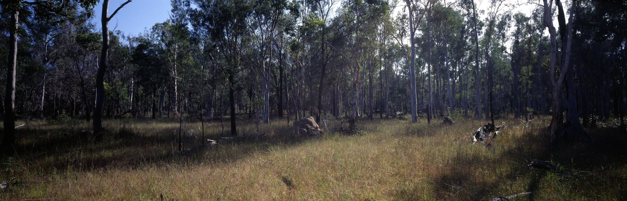Karawatha Forest Park Reserve Bushland - Karawatha - 1994