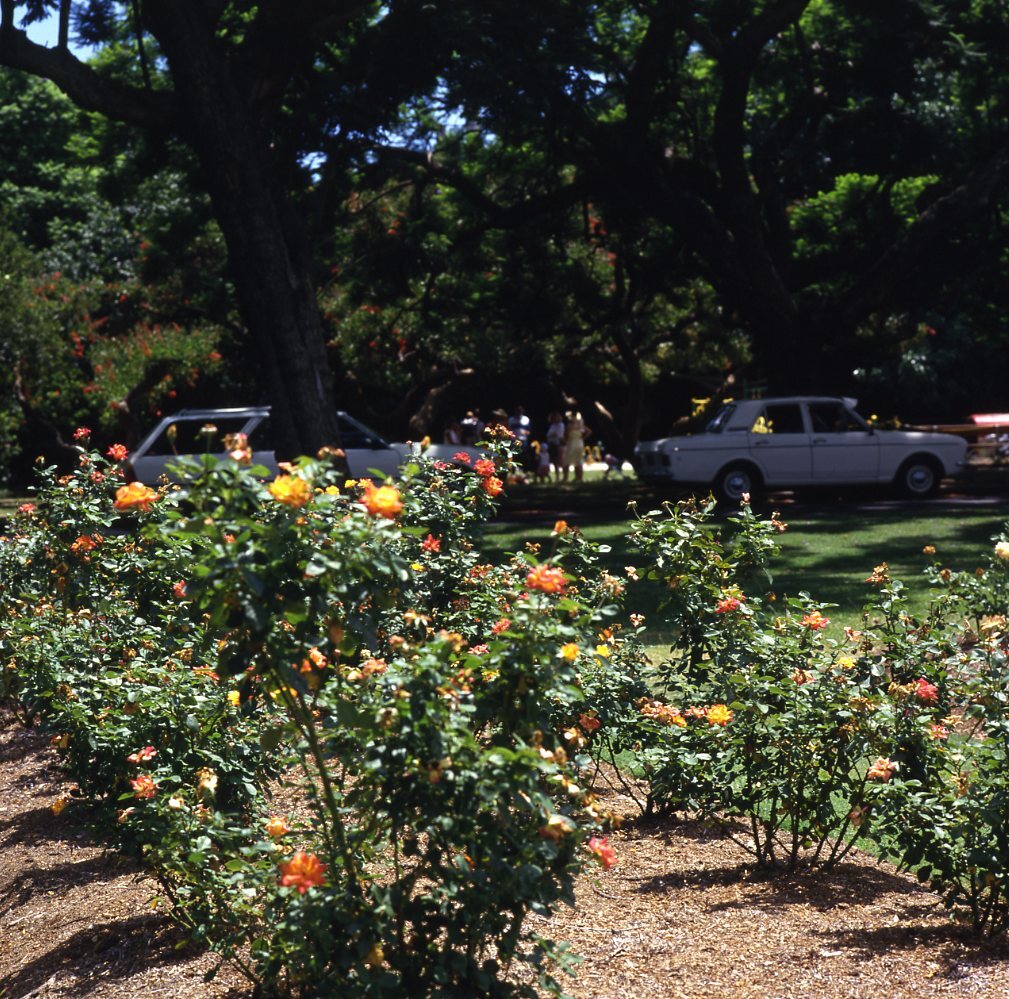 New Farm Park - Rose Garden - 1984