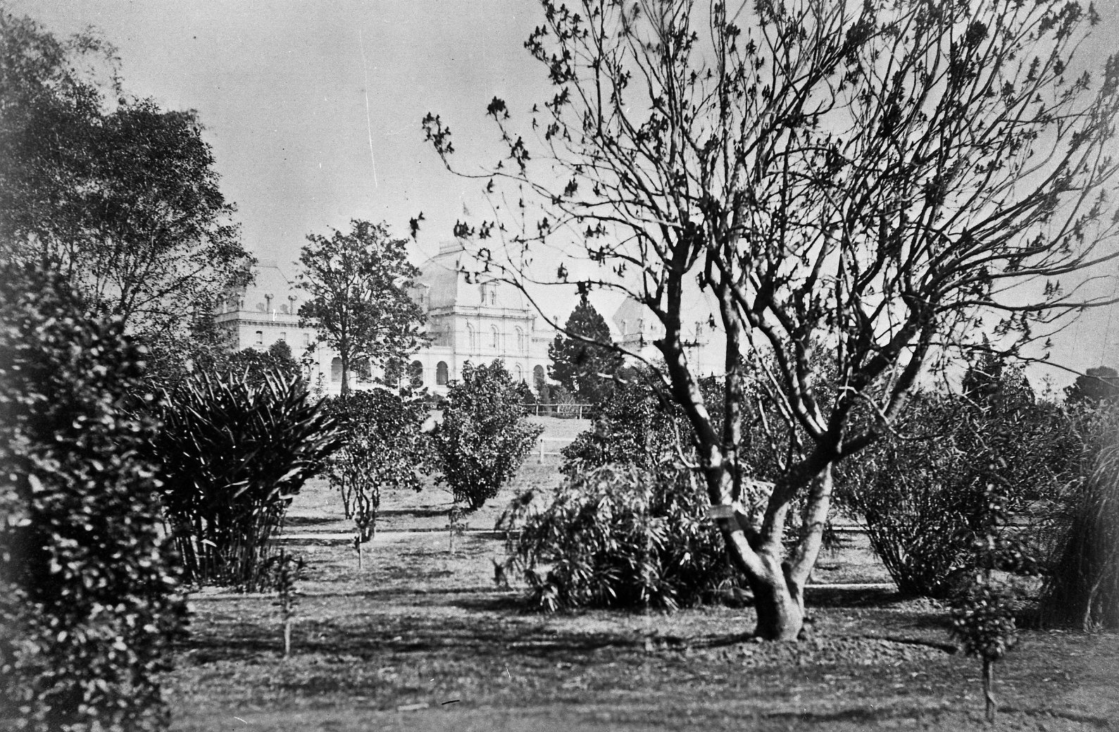 City Botanic Gardens with Parliament House in the Background -1900