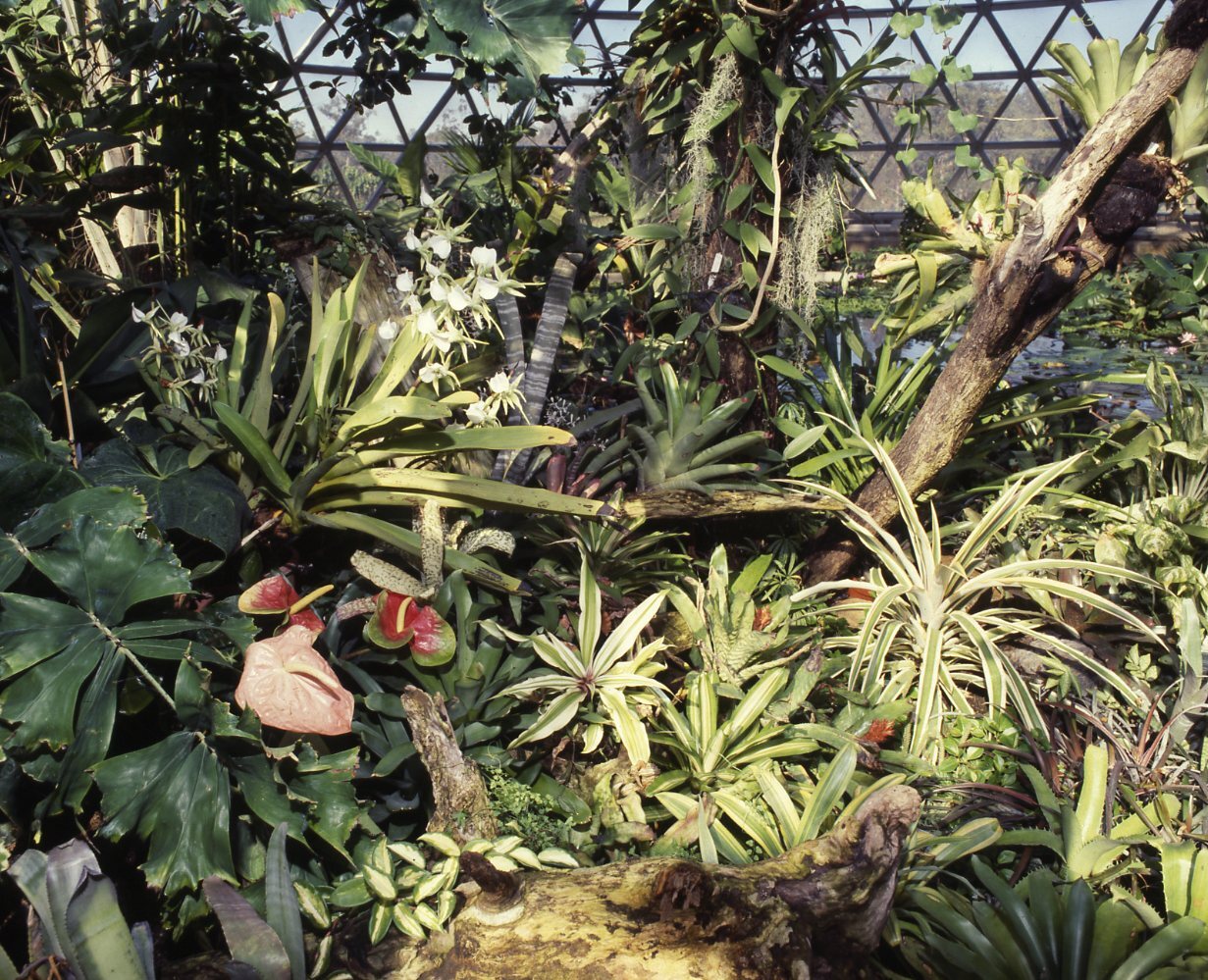 Brisbane Botanic Gardens Tropical Display Dome - Mount Coot-tha - 1984