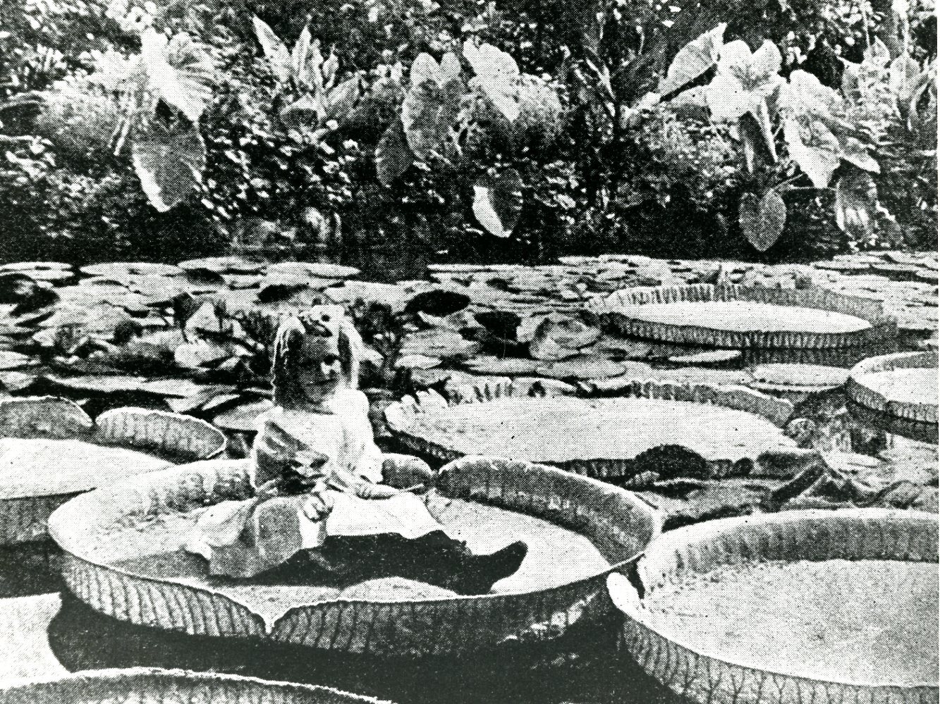 City Botanic Gardens - Girl Sitting On Victoria Water Lilly. c1880