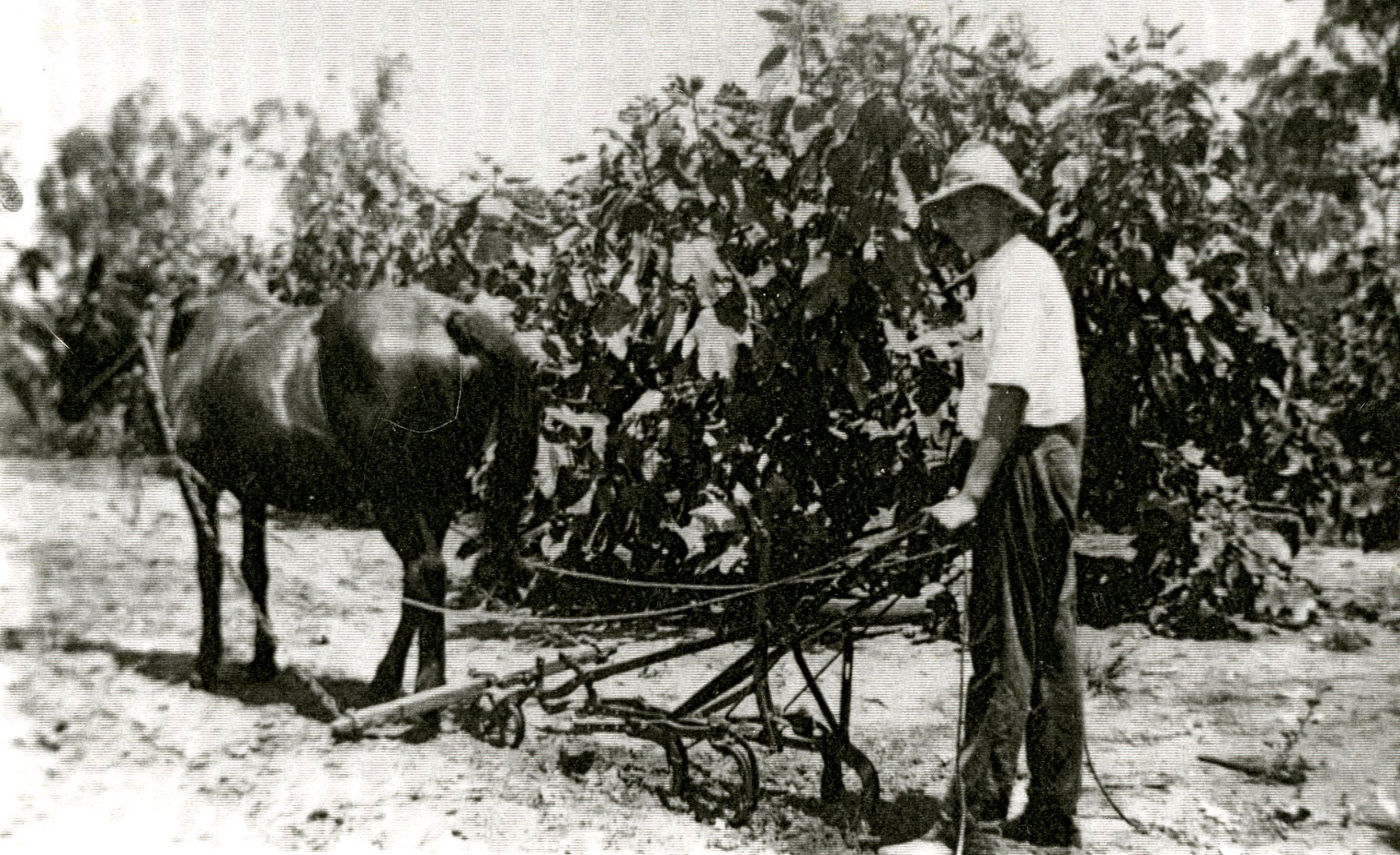 Horse and Plough - Sunnybank - 1935