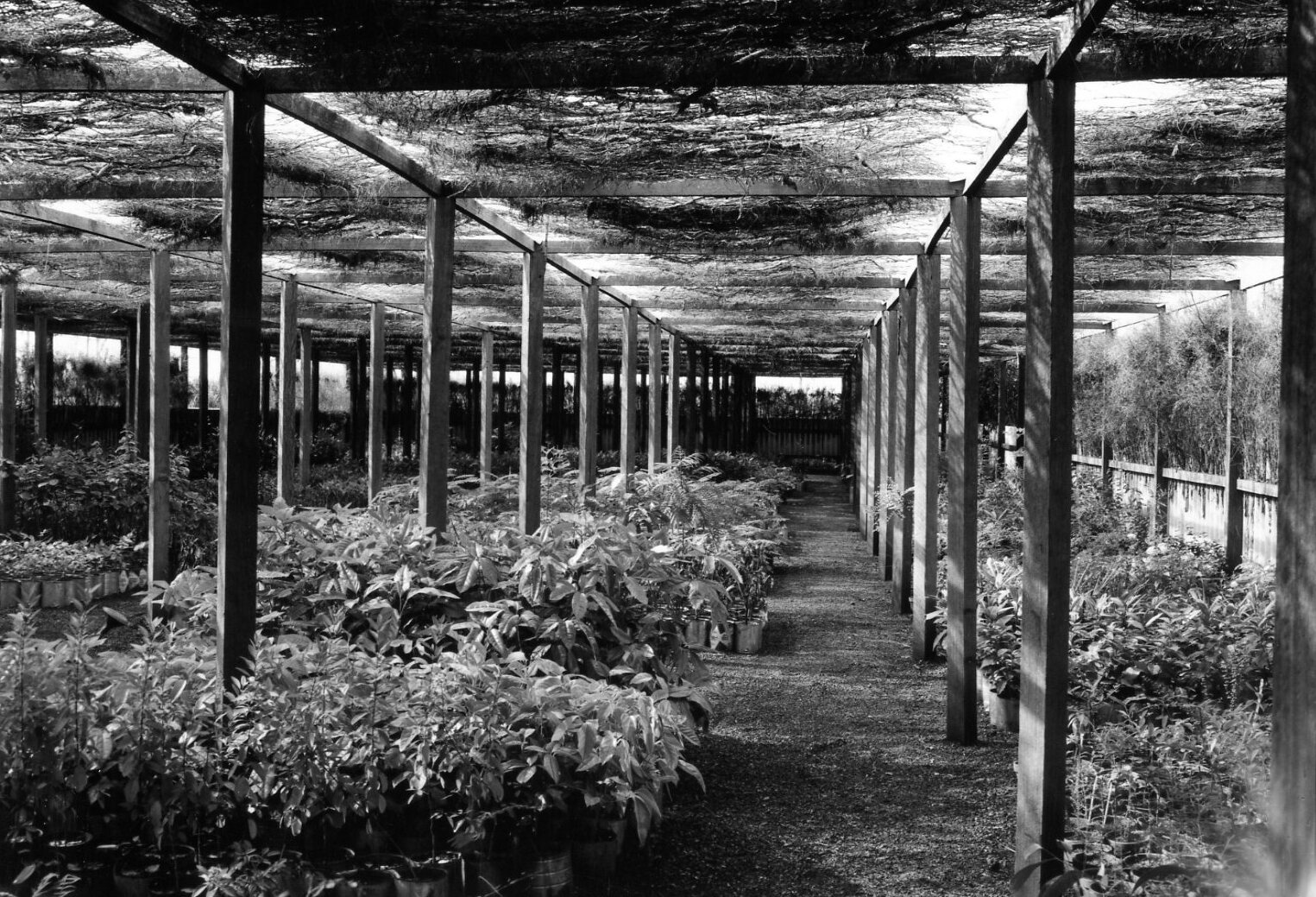 Manly Nursery Greenhouse and Glasshouse - Manly West - 1958