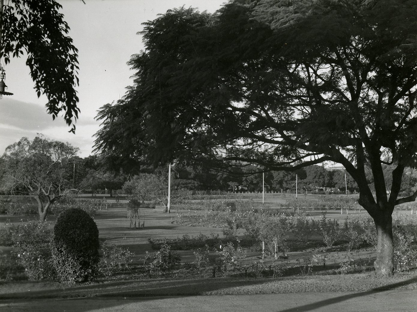 New Farm Park - 1950