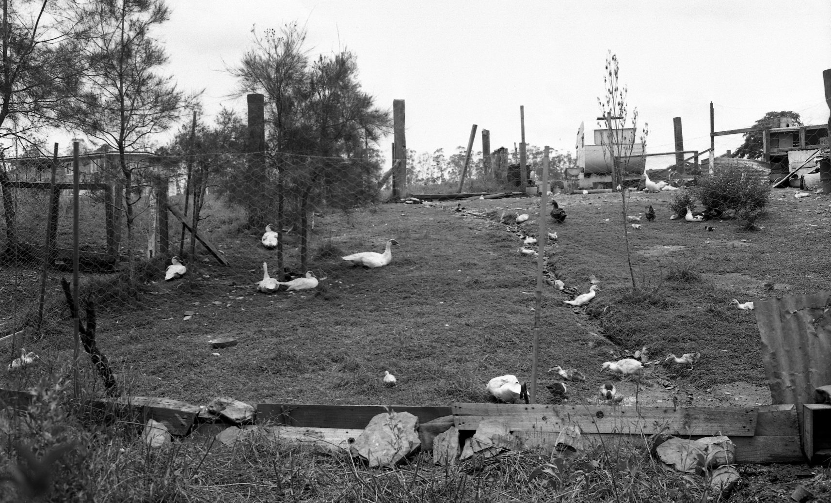 Houses along Moggill Road - Pullenvale - 1963