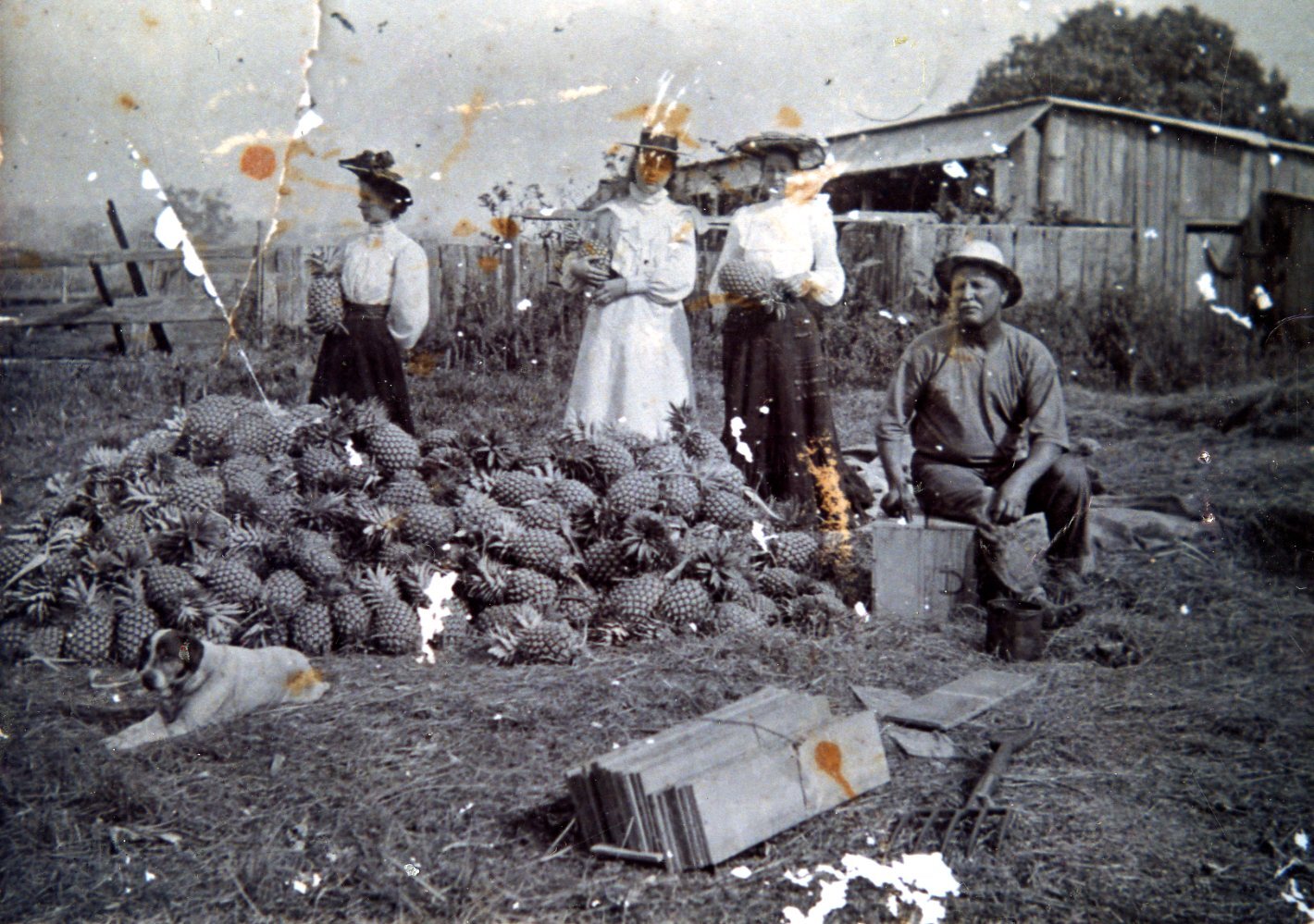 Pineapple Farm - Sunnybank C1900