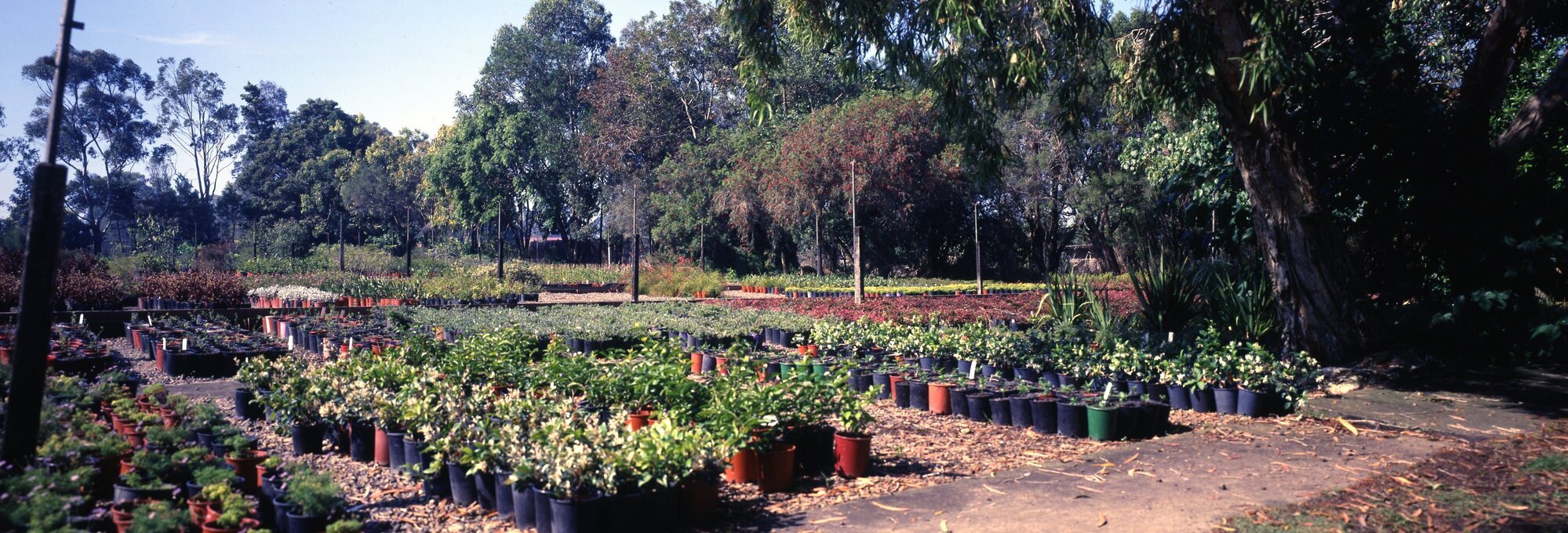 Brisbane City Council Manly Nursery - Garden Beds - 1994