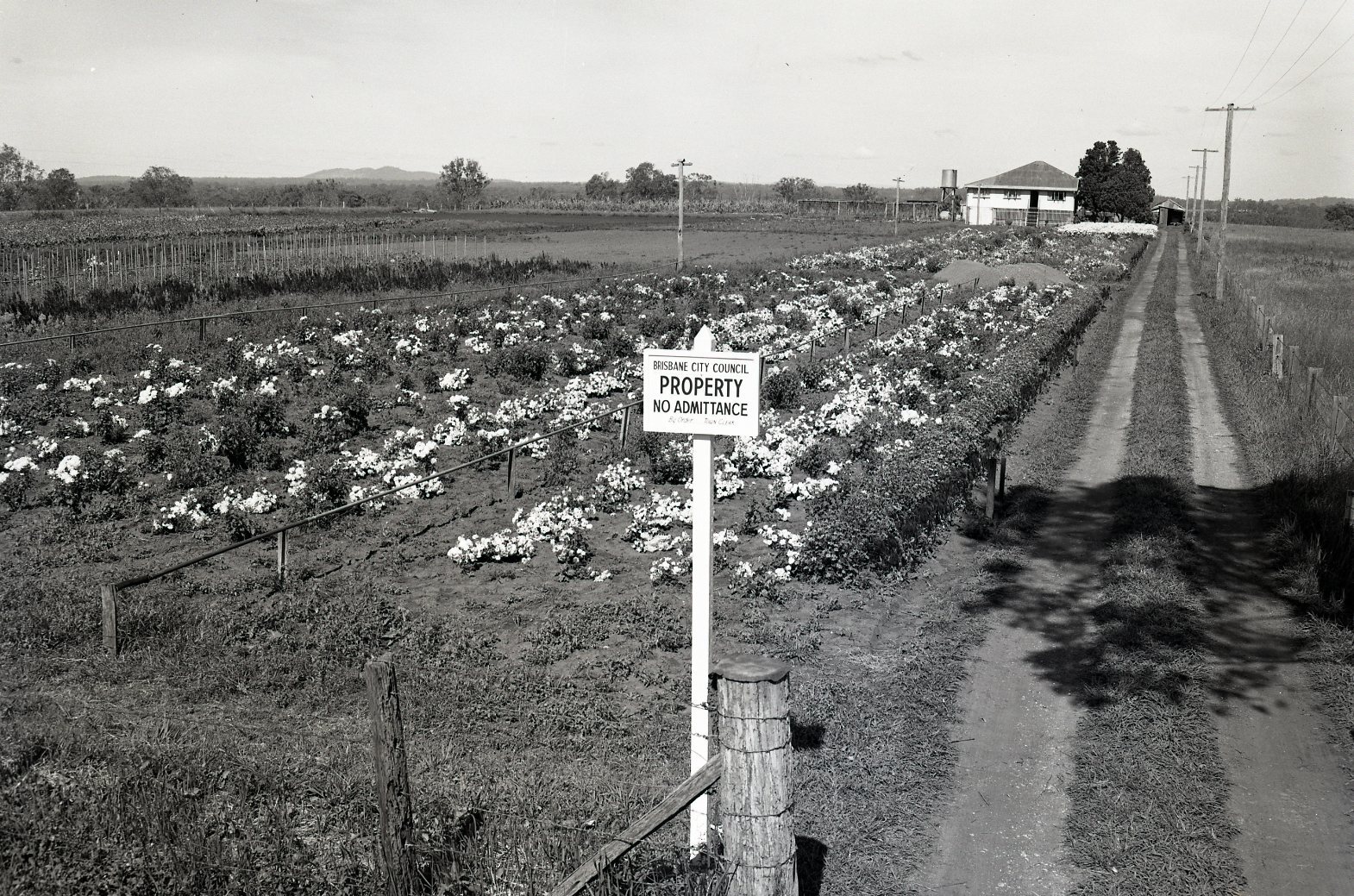 Brisbane City Council Plant Nursery Manly West - 1952
