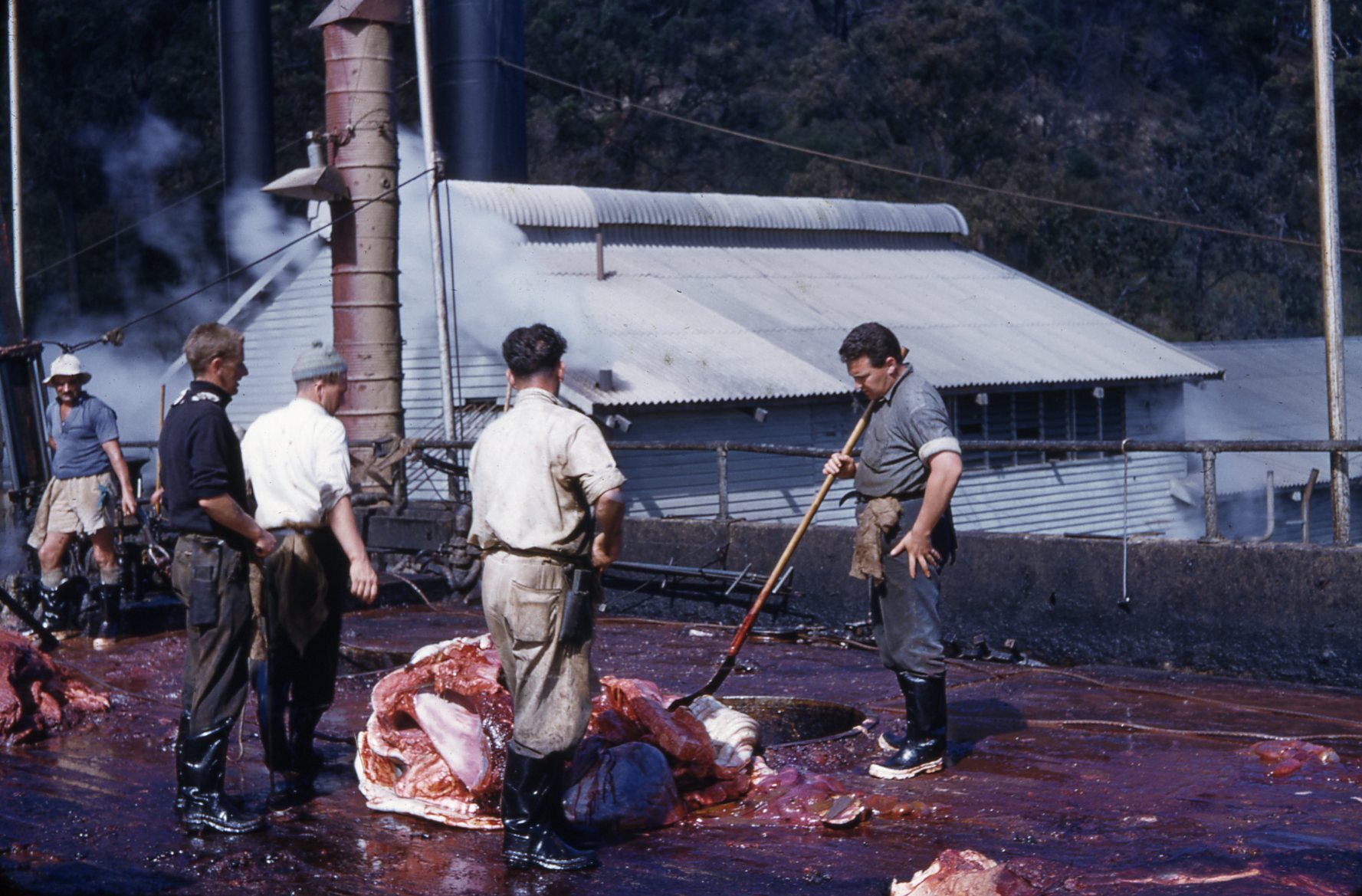 Moreton Island Whaling Station - 1956
