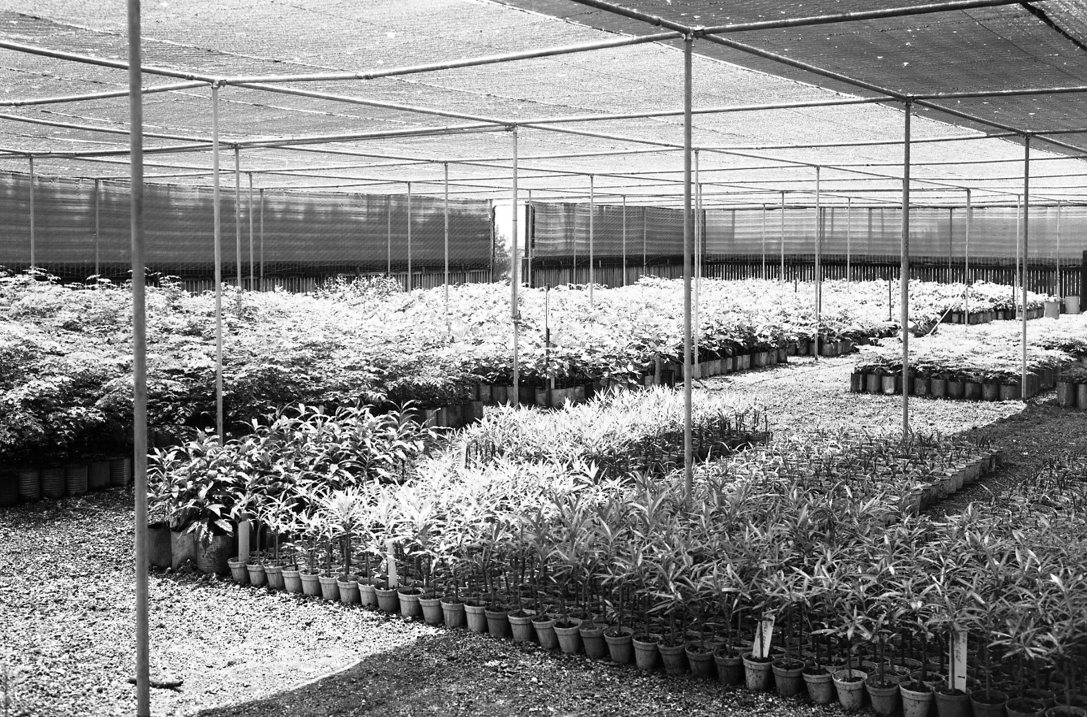 Brisbane City Council Plant Nursery - Manly West - 1967