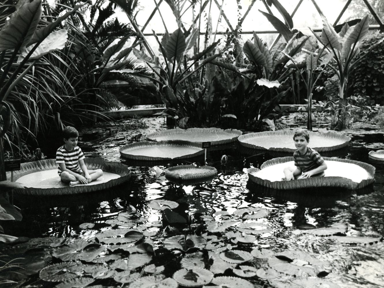Mount Coot-tha Botanic Gardens - 1985