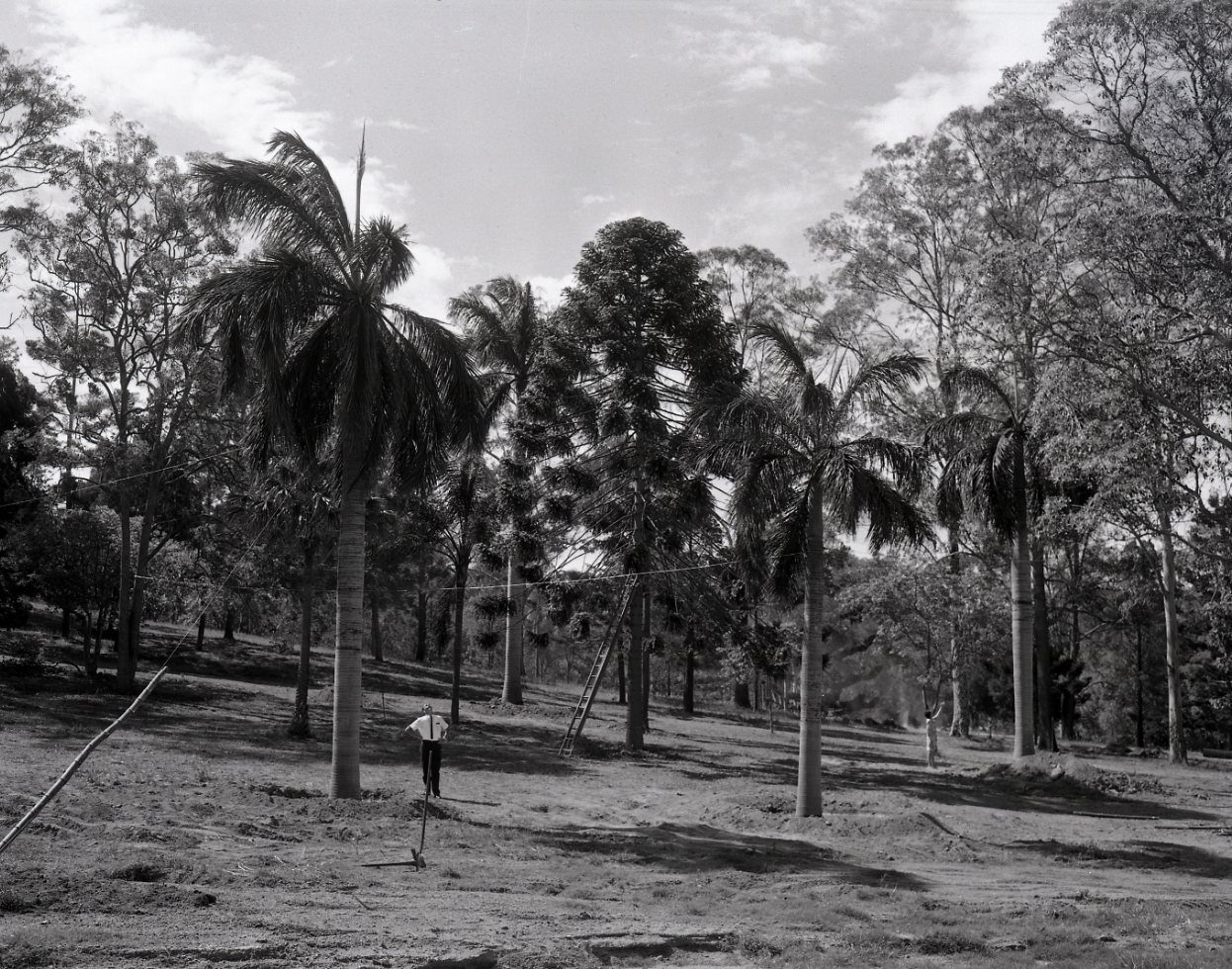 Palm Trees in Anzac Park - Toowong - Transplanted from King George Square.