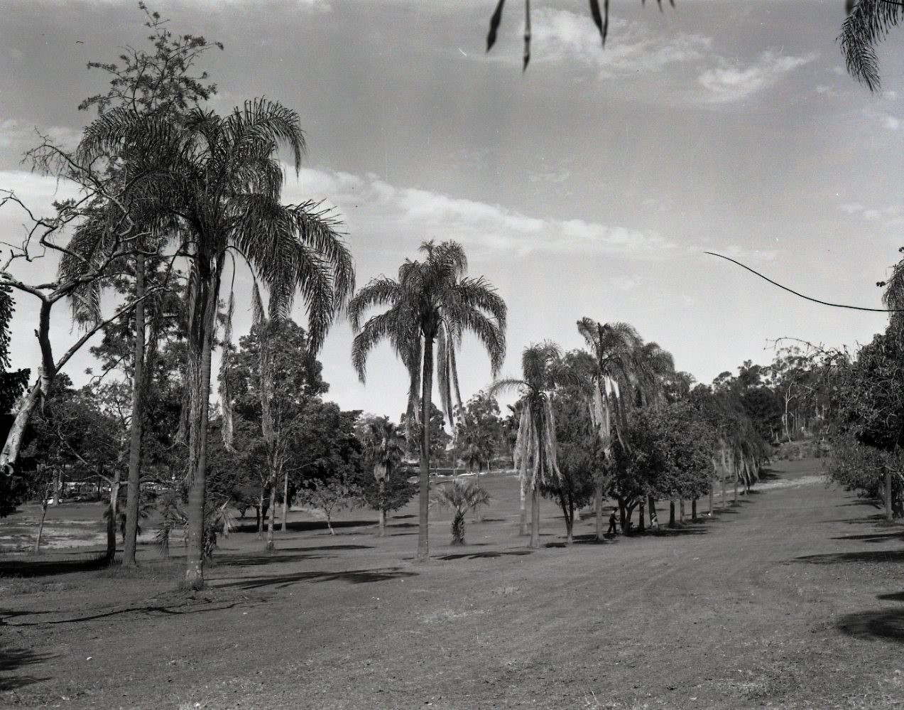 Memorial Palms in Anzac Park - Toowong 1967