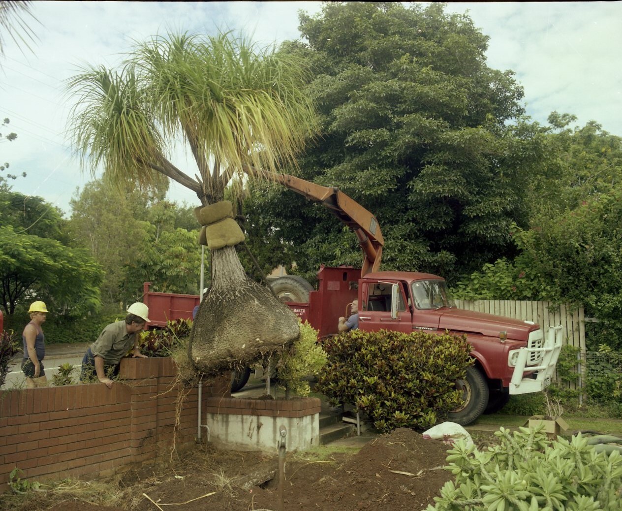 Cactus Plants Being Removed from 174 Lancaster Road Ascot and transplanted at City Botanic Gardens Mt Coot-tha.
