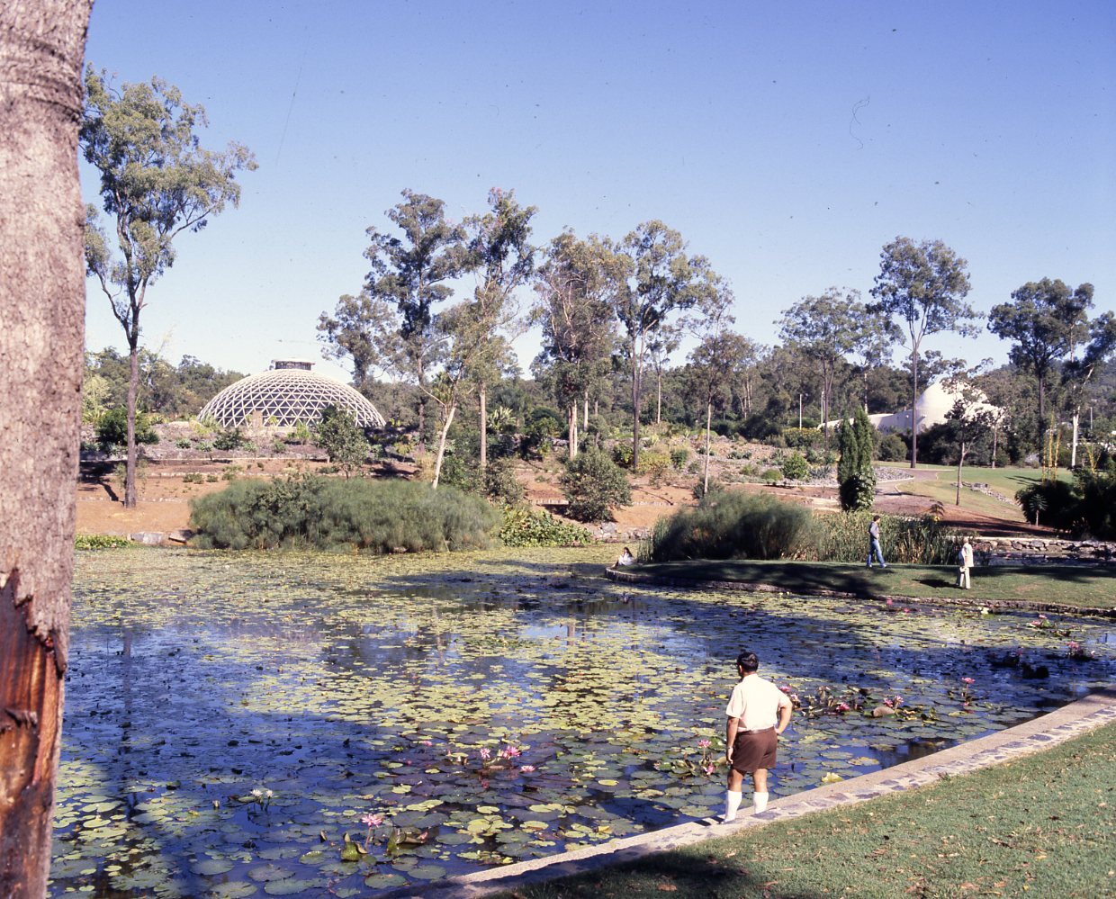 Mount Coot-tha Botanic Gardens - General Views of Lagoon|Water Lilies|Arid Garden|Tropical Display Dome Day and Night|Interior of Tropical Display House and Waterfall.