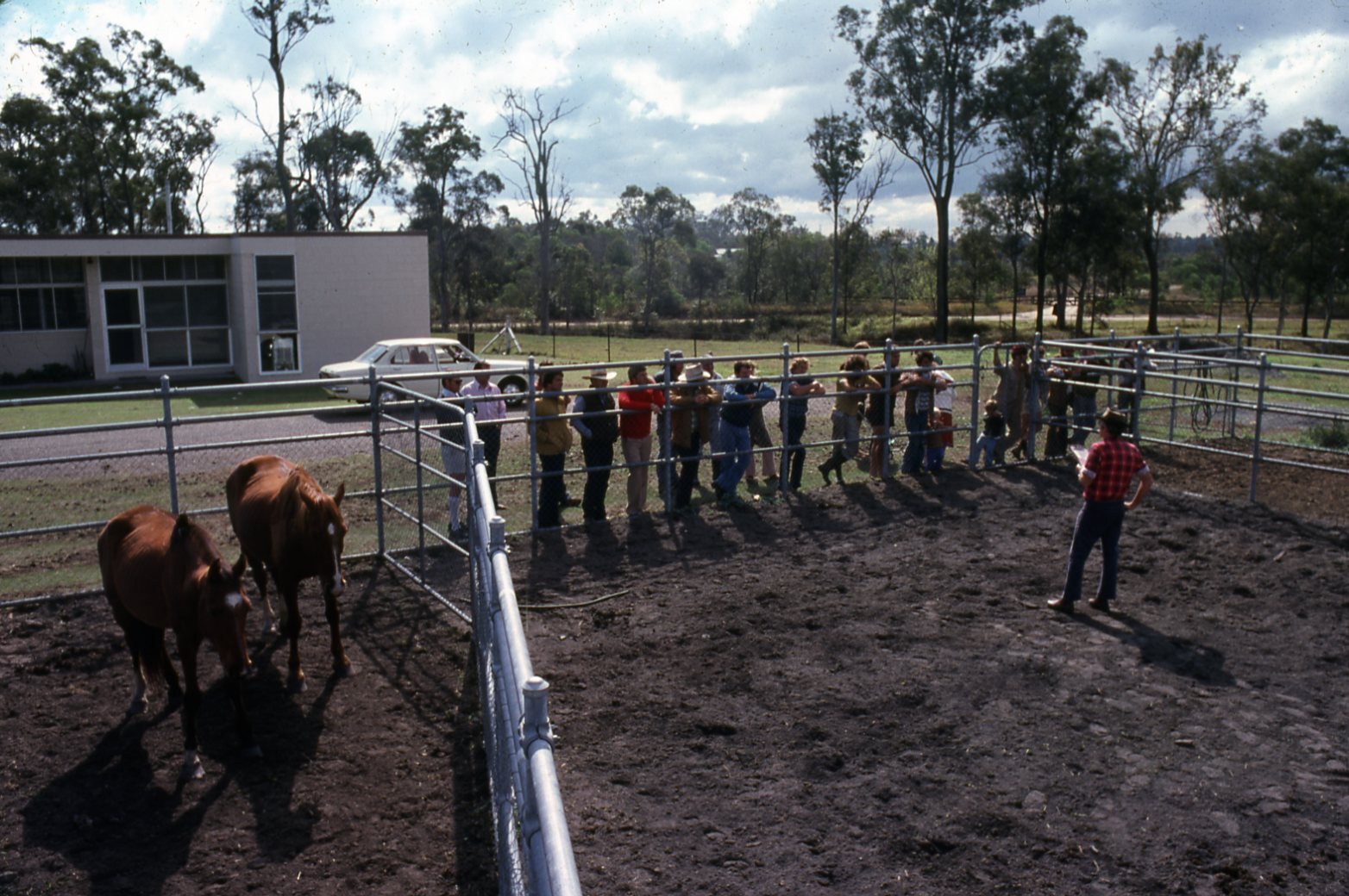 Horse Auction - 1979