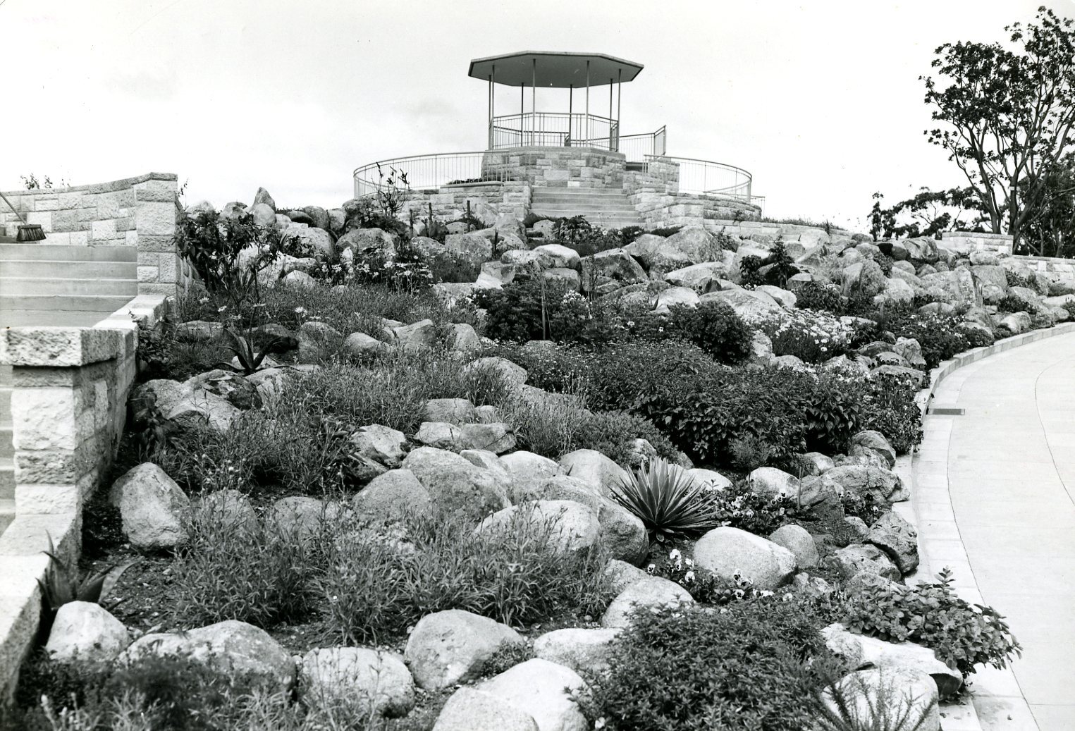 Mt Coot-tha Lookout - Landscaping 1952