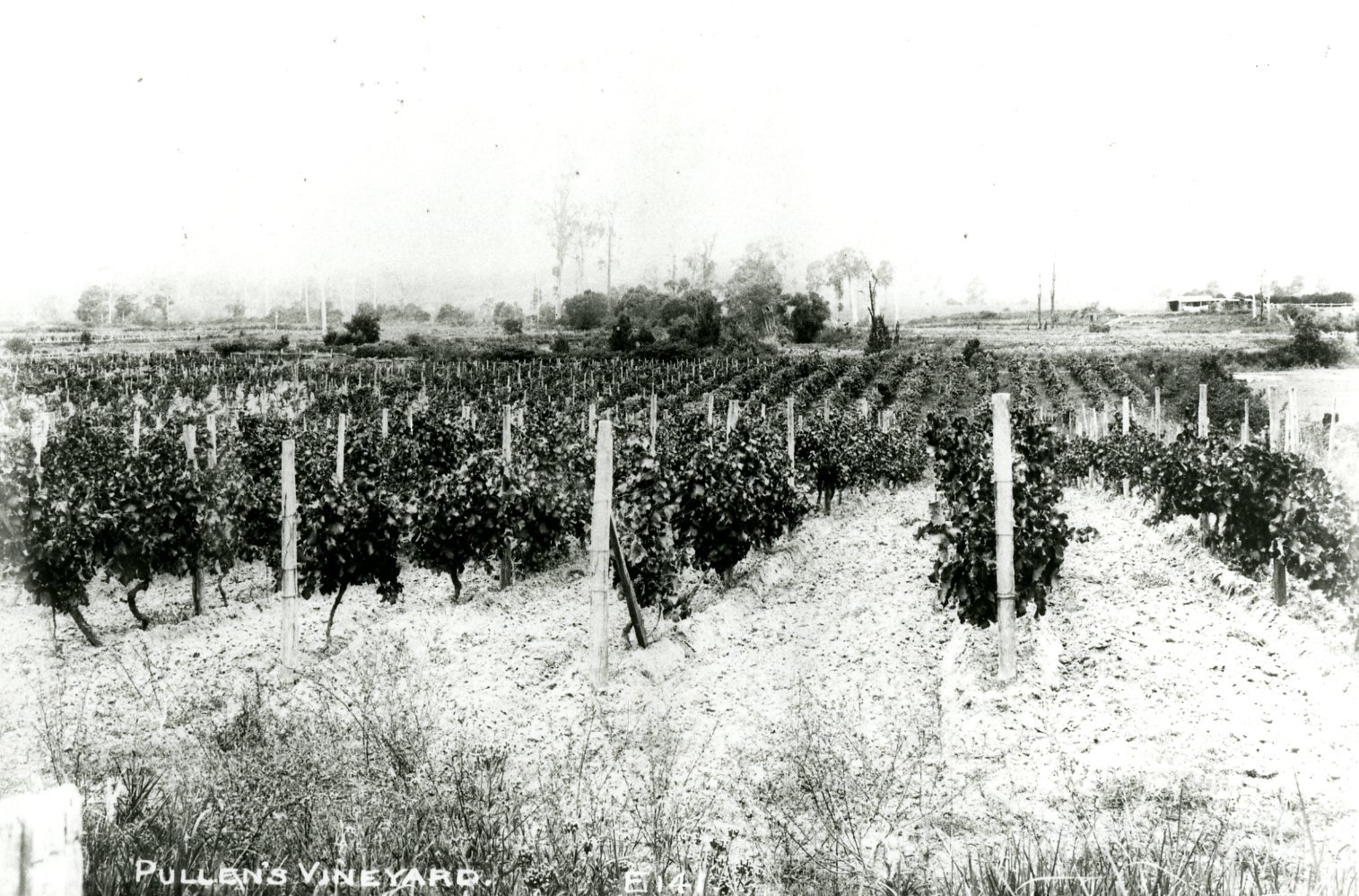 Pullen's Vineyard - Everton Park - 1915