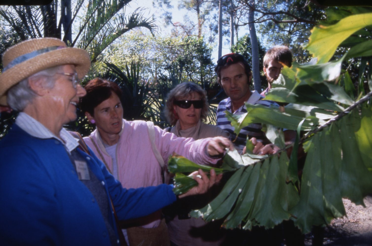 Guided Tour at Mt Coot-tha Botanic Gardens - Volunteer Guide Barbara Wintringham.