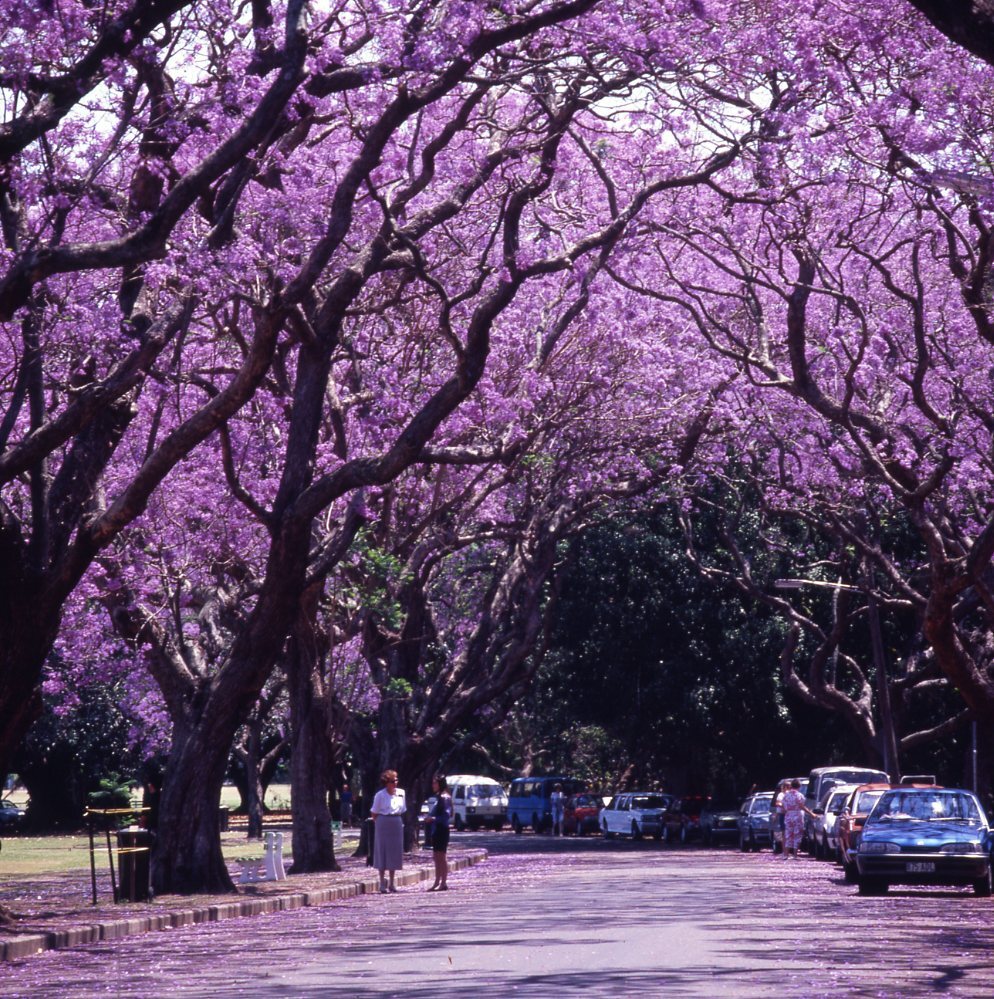 Jacaranda Trees in New Farm Park