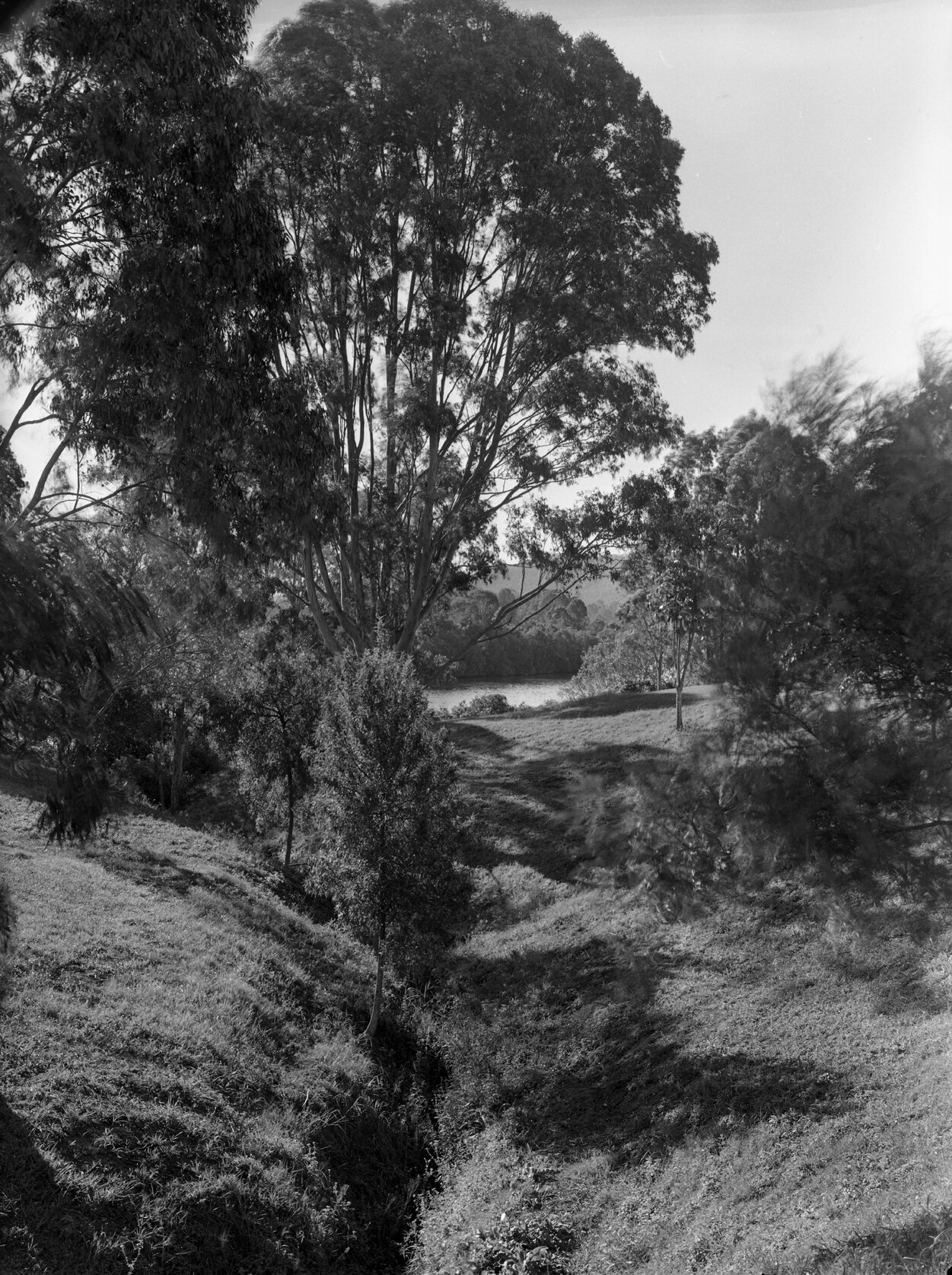 Sherwood Arboretum - General View of Creek to River 1949