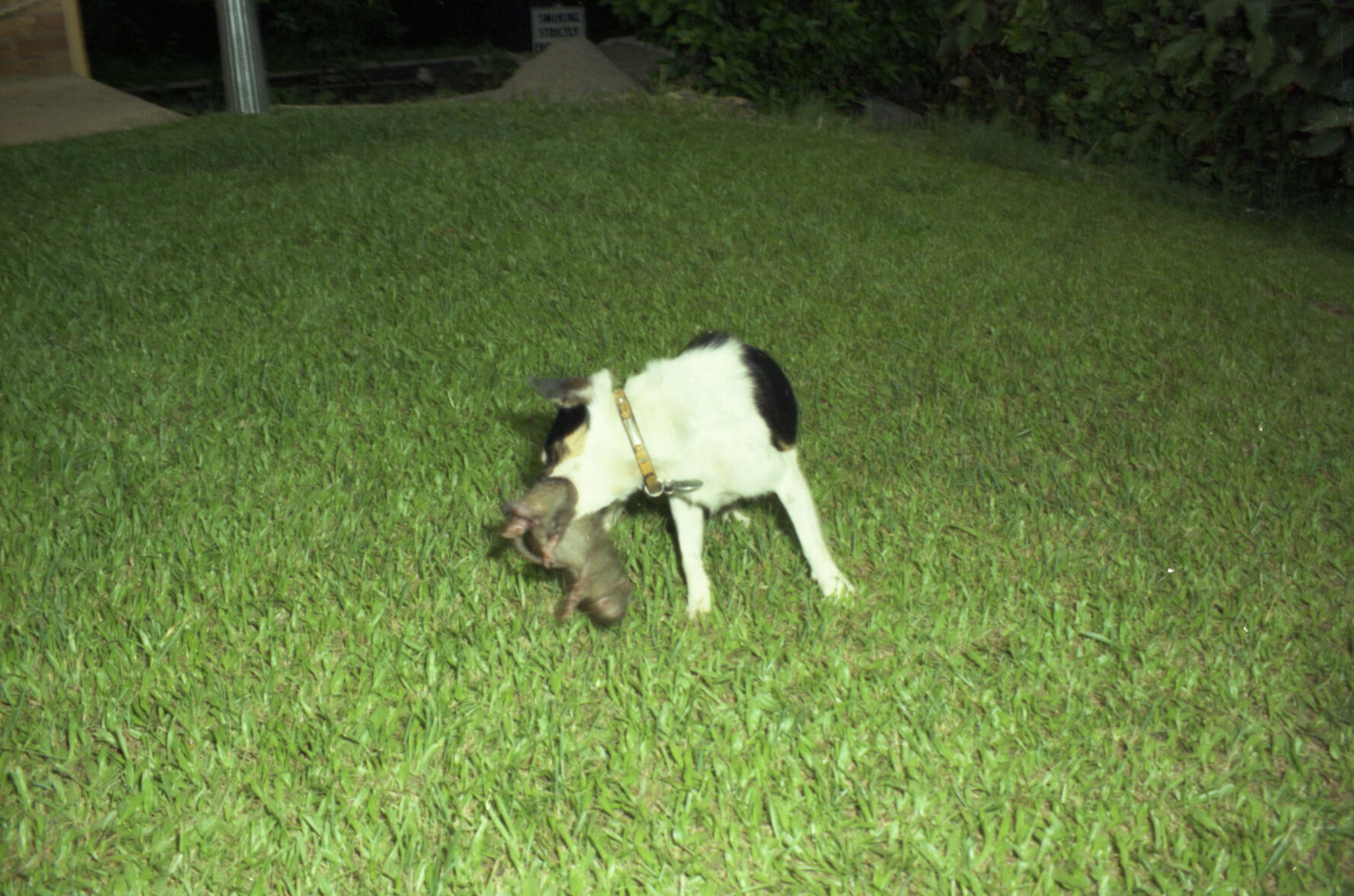 Council rat dog successfully catching its prey - 1974