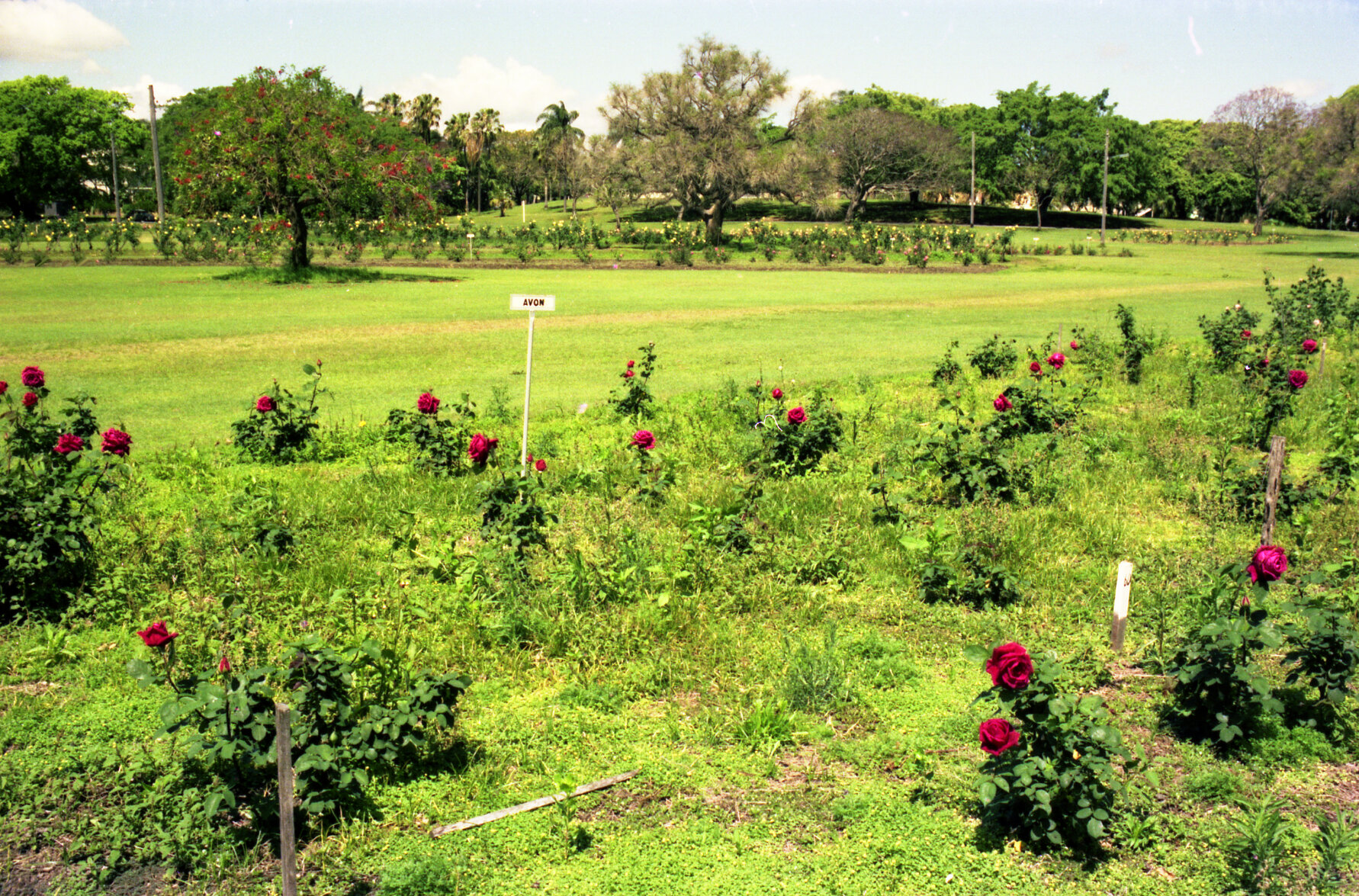Rose gardens in New Farm Park - 1974