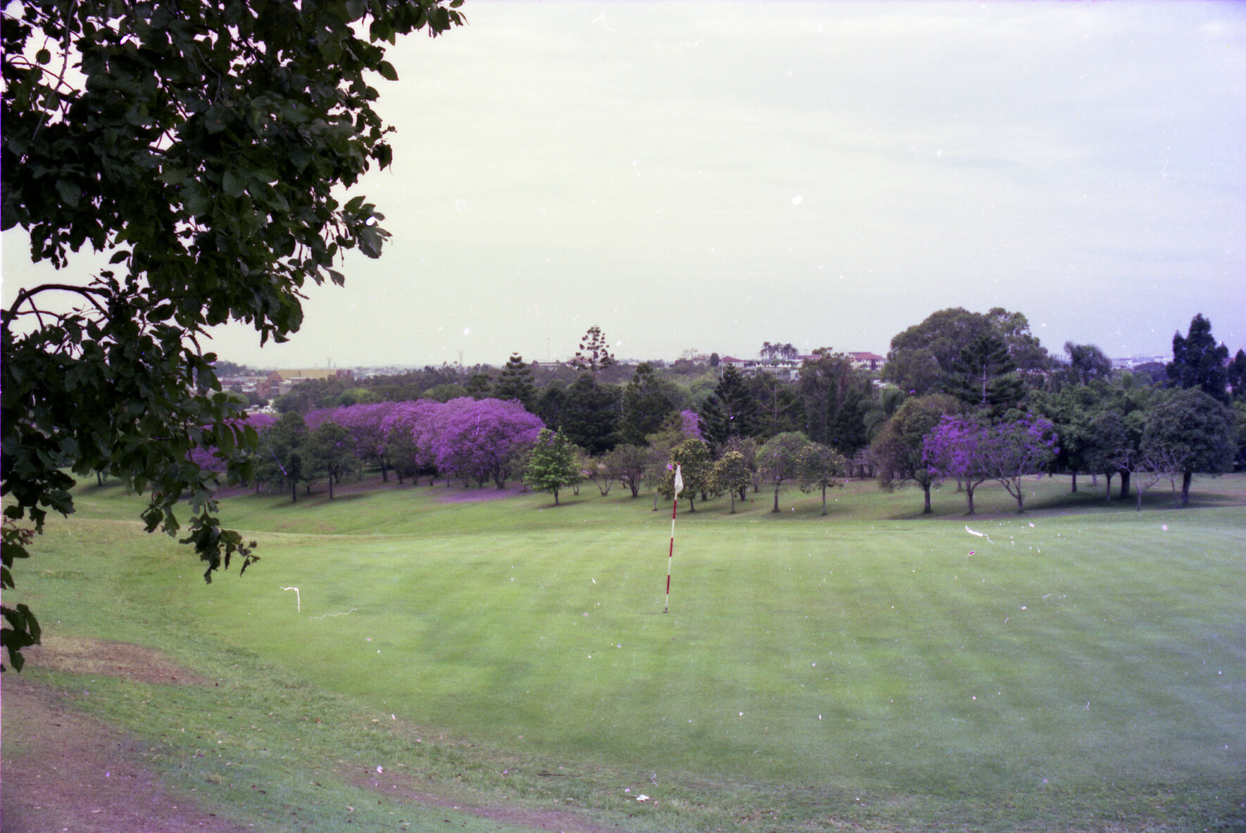 Victoria Park Golf Links with jacarandas in bloom, Herston - 1974