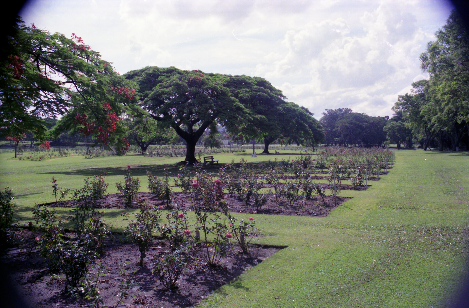 New Farm Park rose garden - 1975