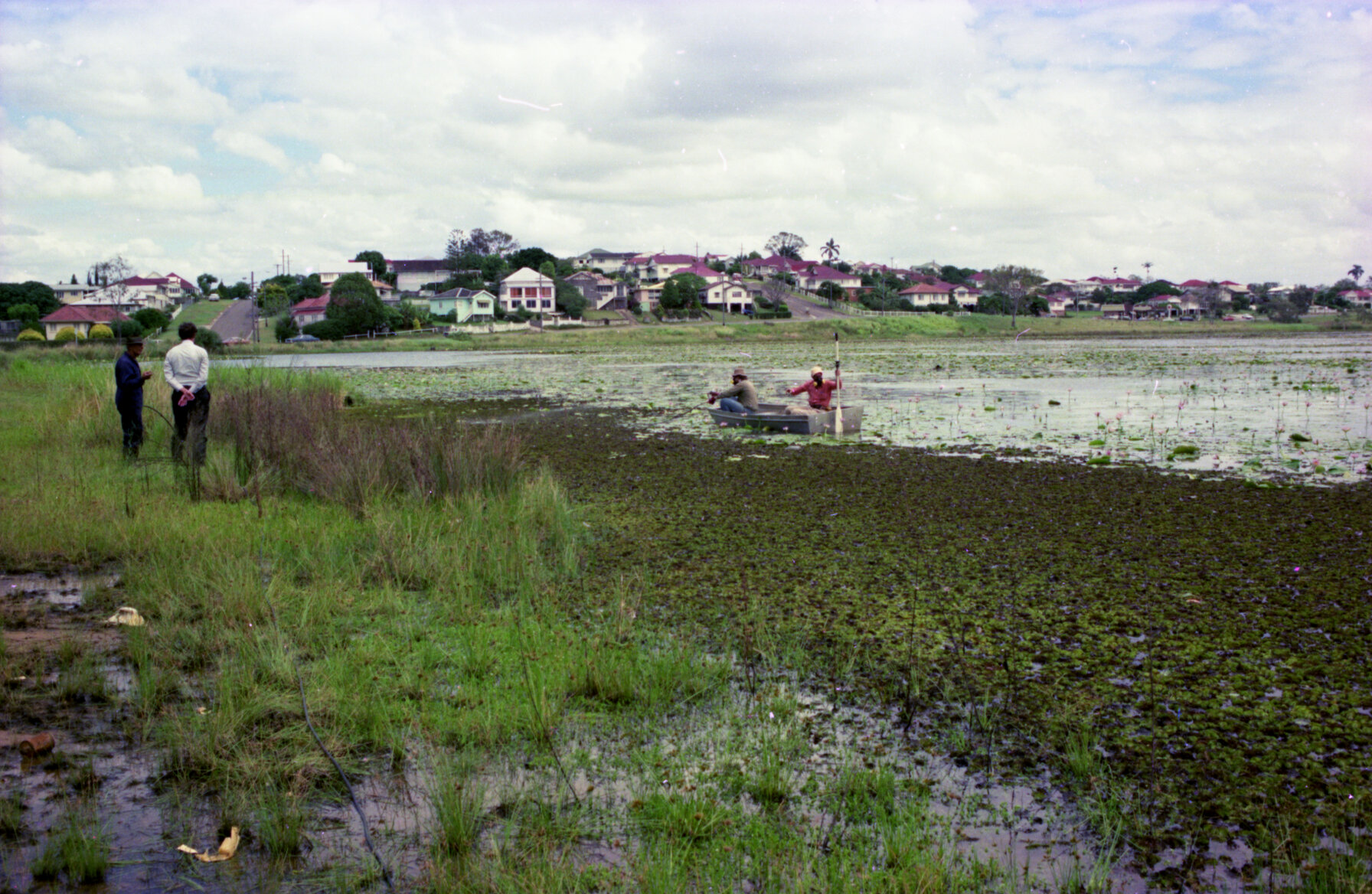 Weed eradication at Sandgate Lagoon - 1976