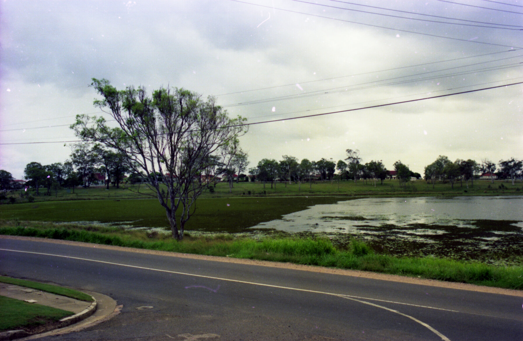 Aquatic weeds in wetland on Upper Brookfield Road, Brookfield - 1976