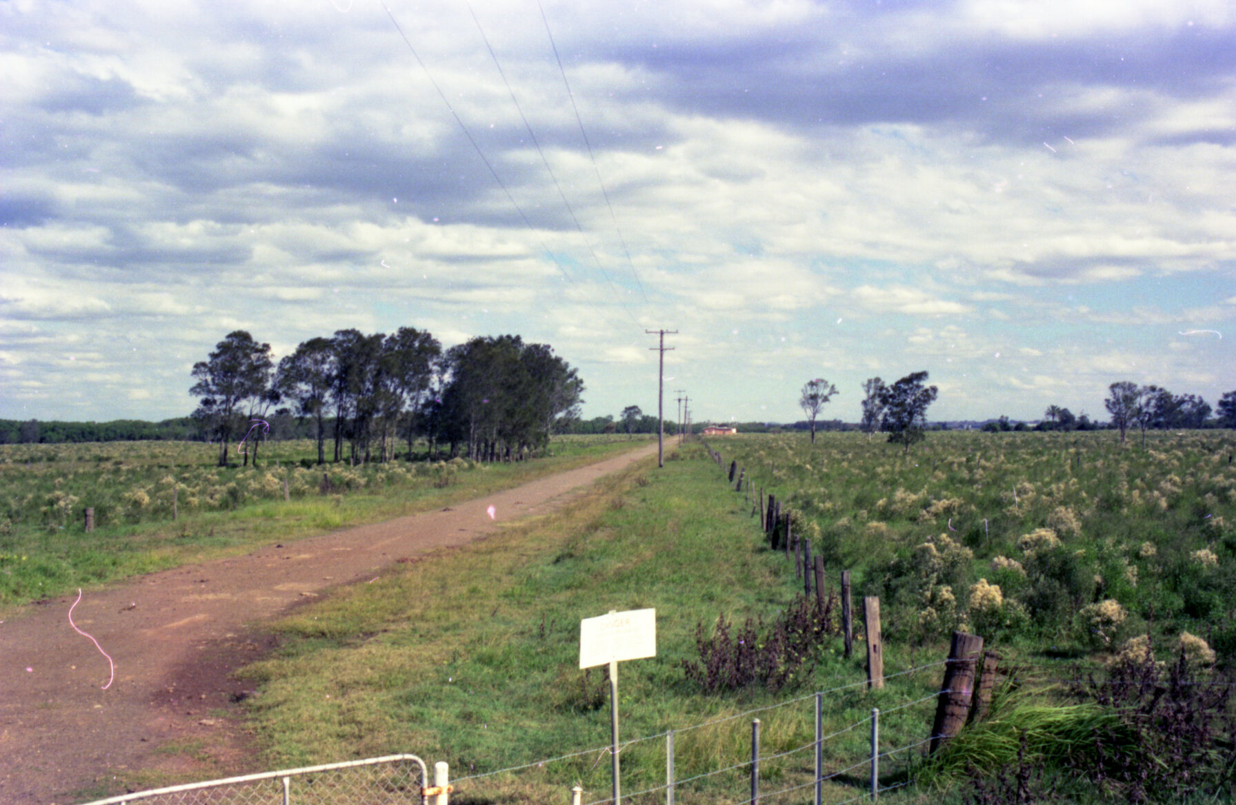 Groundsel weed growth, Myrtletown, now part of Brisbane Airport - 1976
