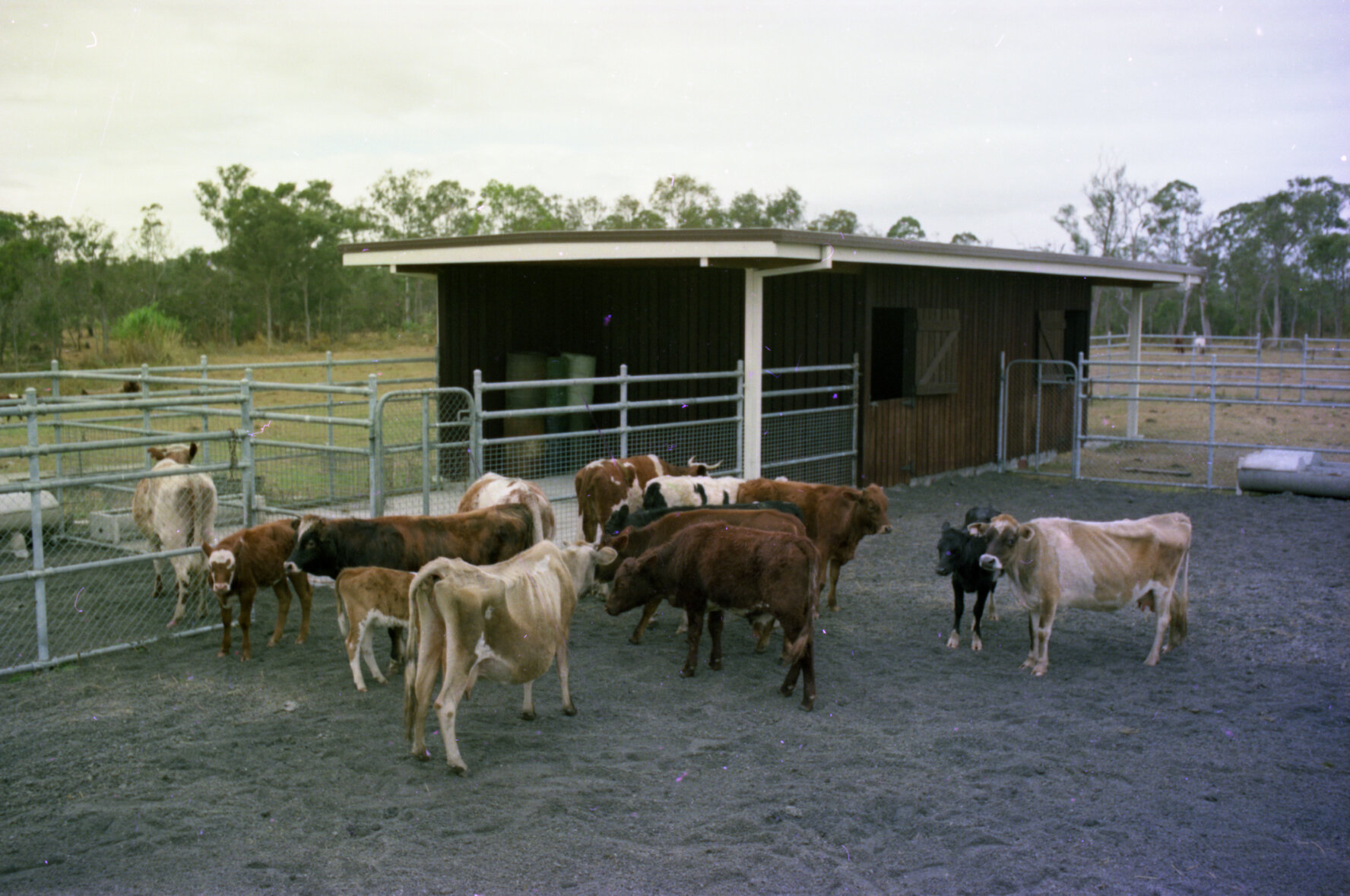 Willawong animal rehoming centre (animal pound) - 1976