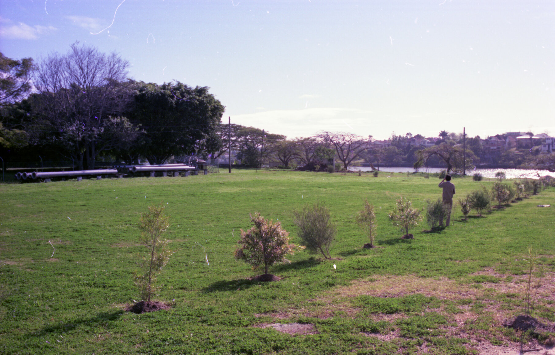 Tree plantings at New Farm Park - 1976