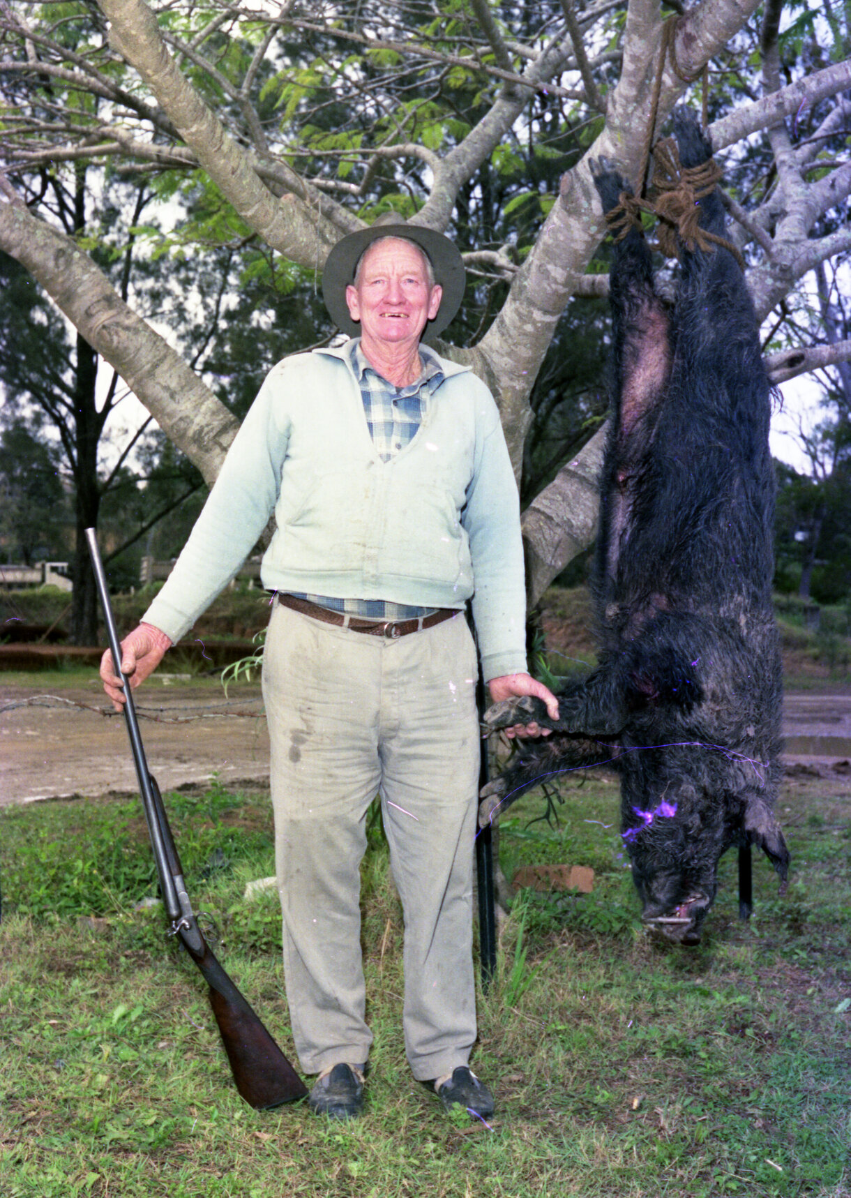 Feral pig shot by water supply maintenance staff member Bill Fleeman at Enoggera Reservoir - 1976