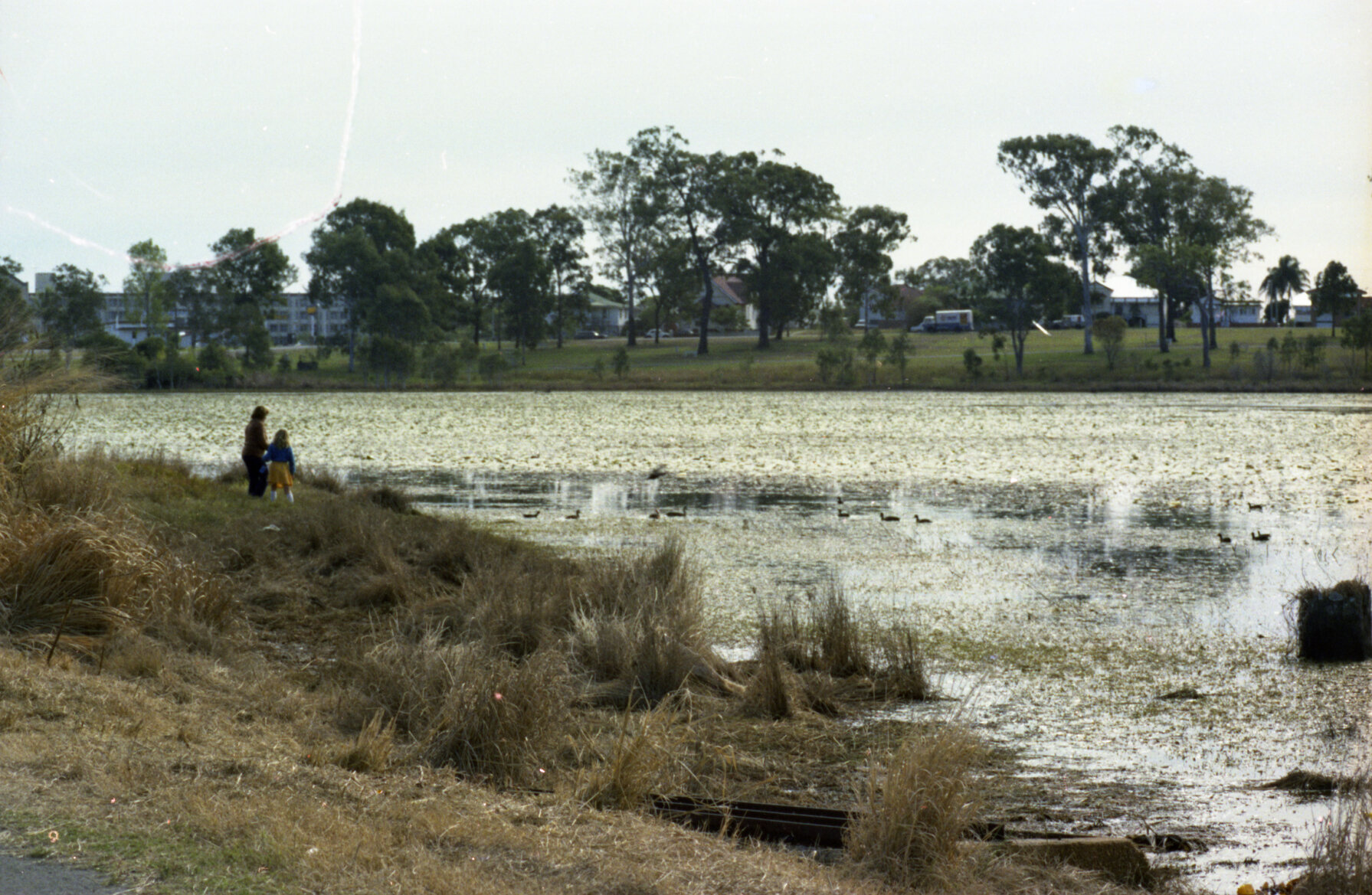 Weed infestation at Dowse Lagoon, Sandgate - 1981