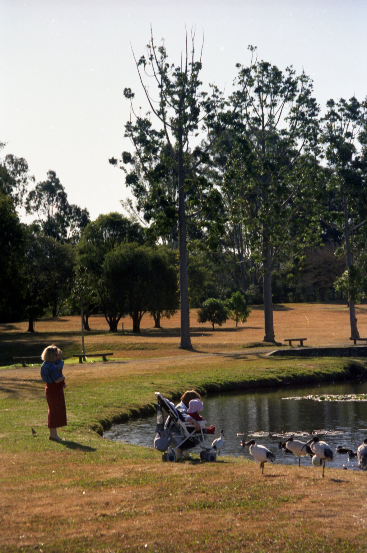 Ibis at Sherwood Arboretum - 1995