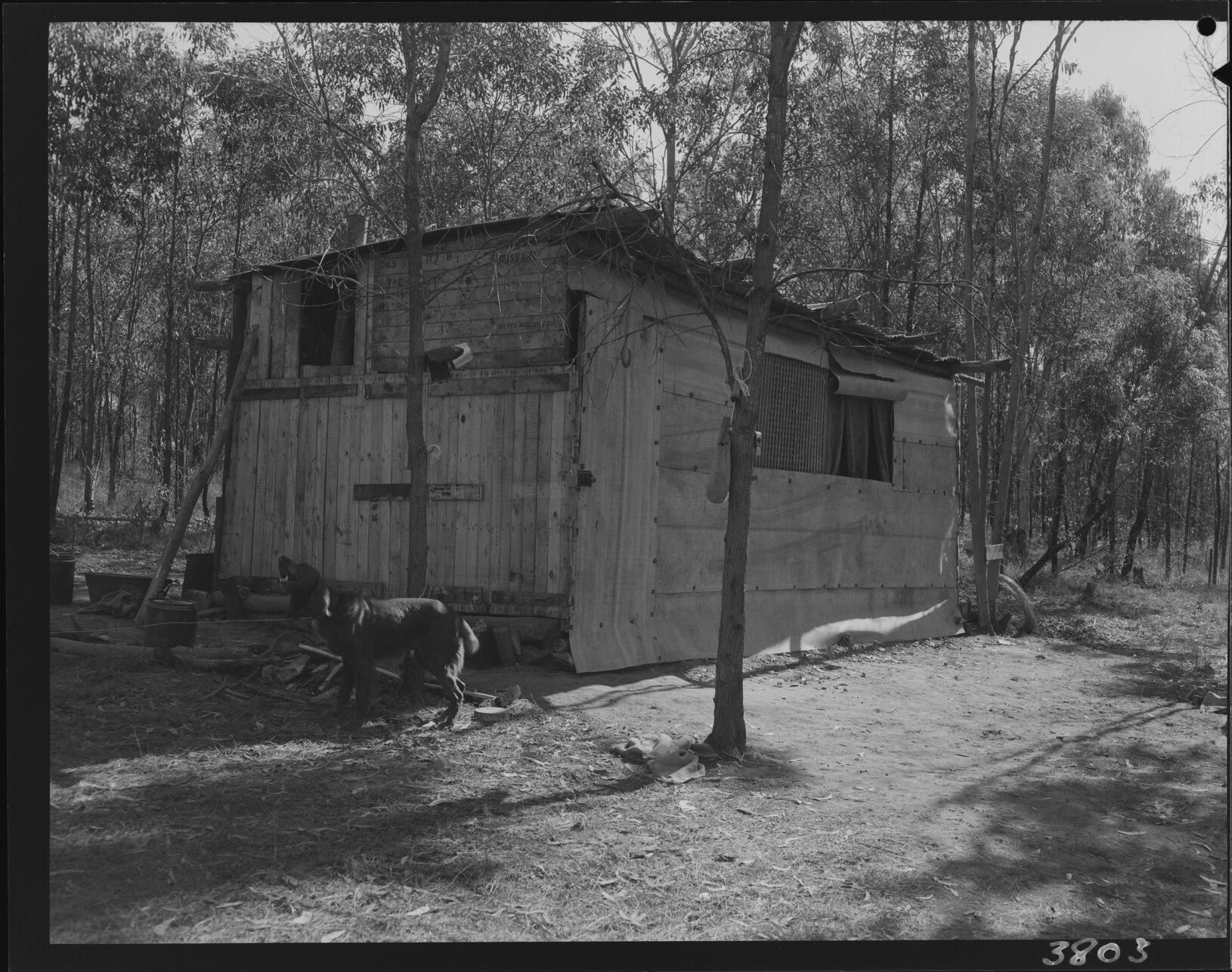 Temporary house with dog in either Darra, Rocklea or Coopers Plains - 1953