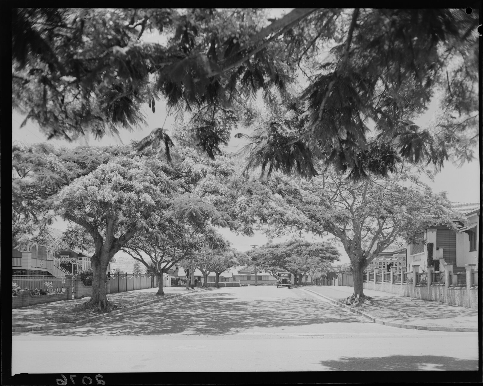 Poinciana trees on Llewellyn Street, New Farm - 1951