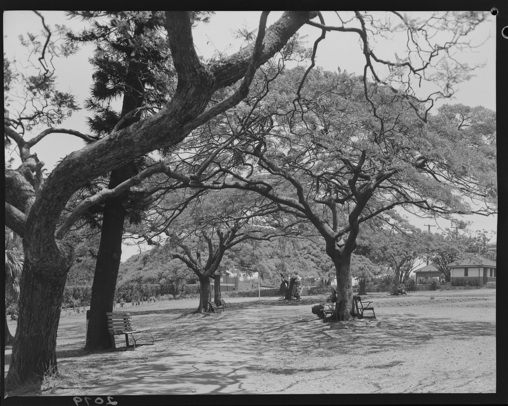 Poinciana trees New Farm Park gardens - 1951