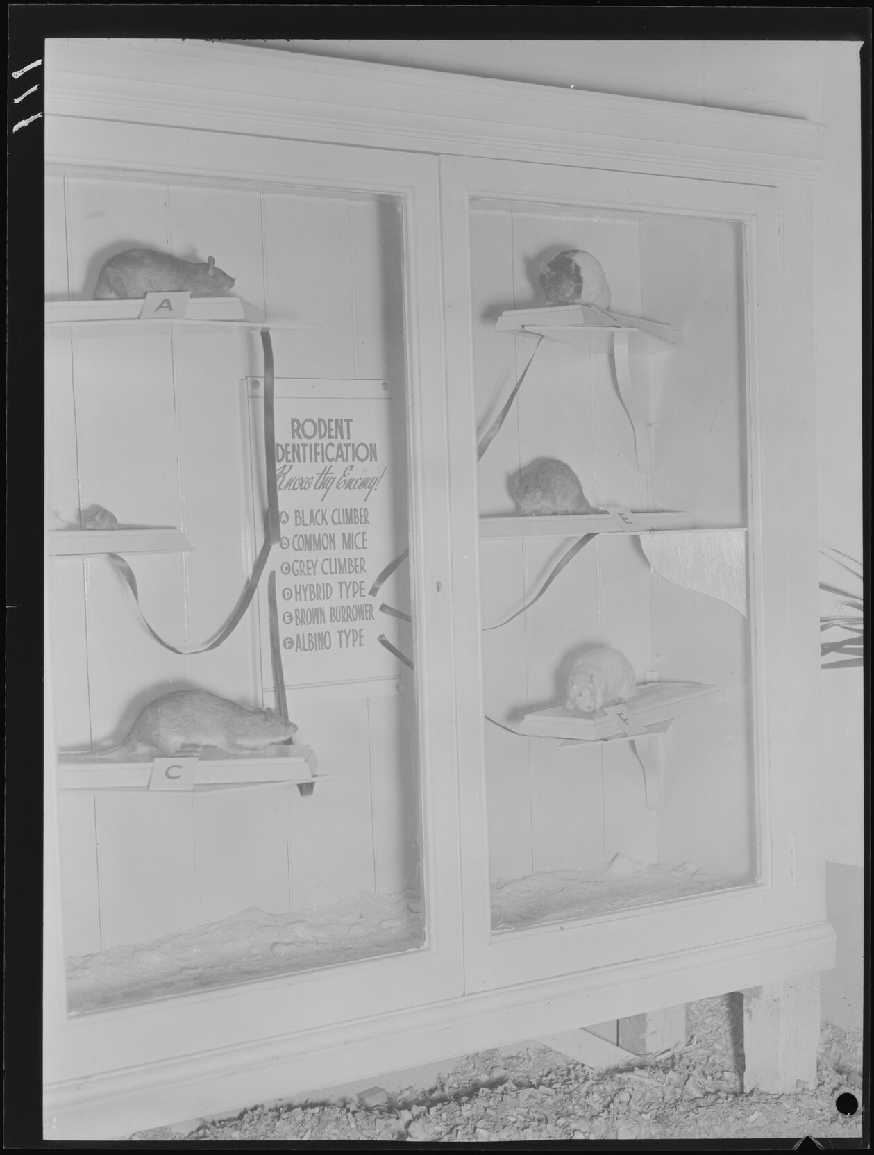 Department of Health Display - Queensland Industries Fair RNA Showgrounds - rat identification, Bowen Hills - 1949